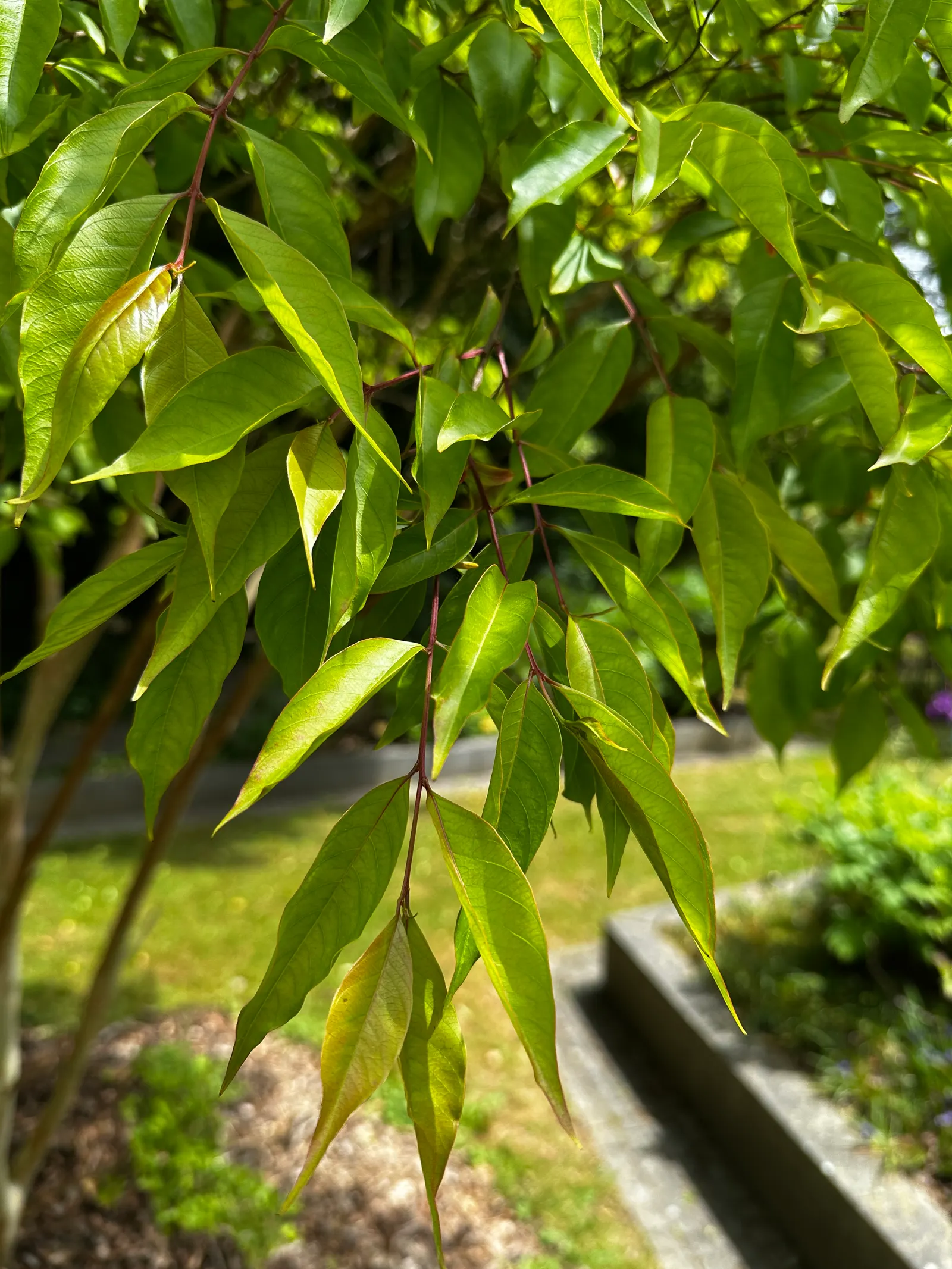 Chinese Crape Myrtle (Lagerstroemia indica) — with a spread of 15-25 feet