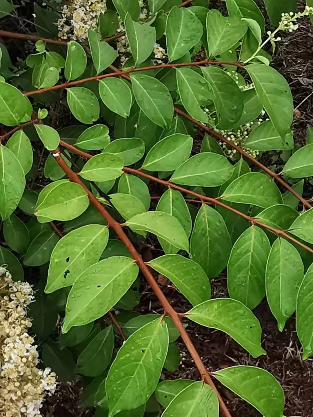 Chinese Crape Myrtle (Lagerstroemia indica) — light brown bark and summer blossoms