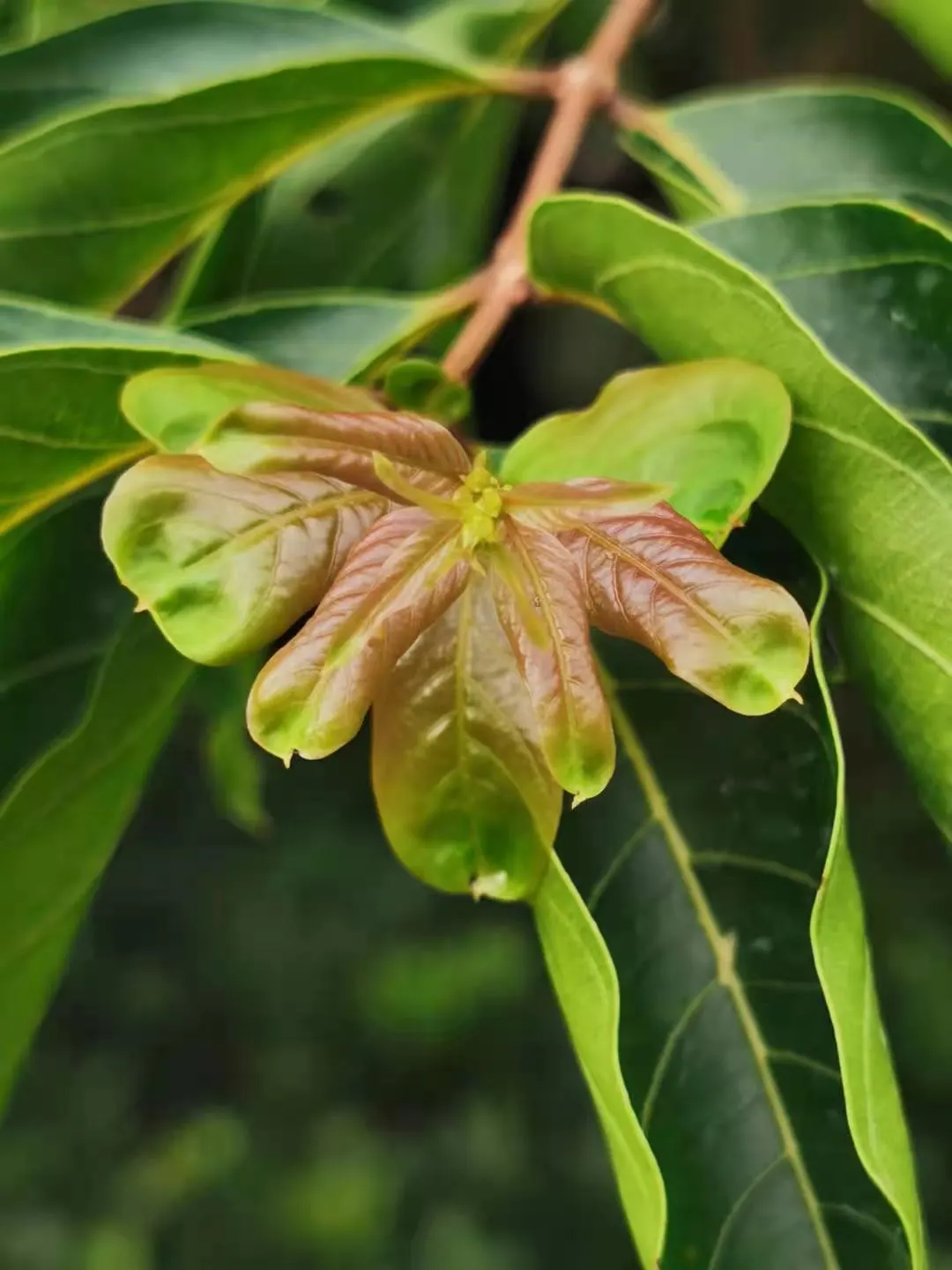 Chinese Crape Myrtle (Lagerstroemia indica) — with a profusion of oblong leaves measuring 1 to 3 inches long