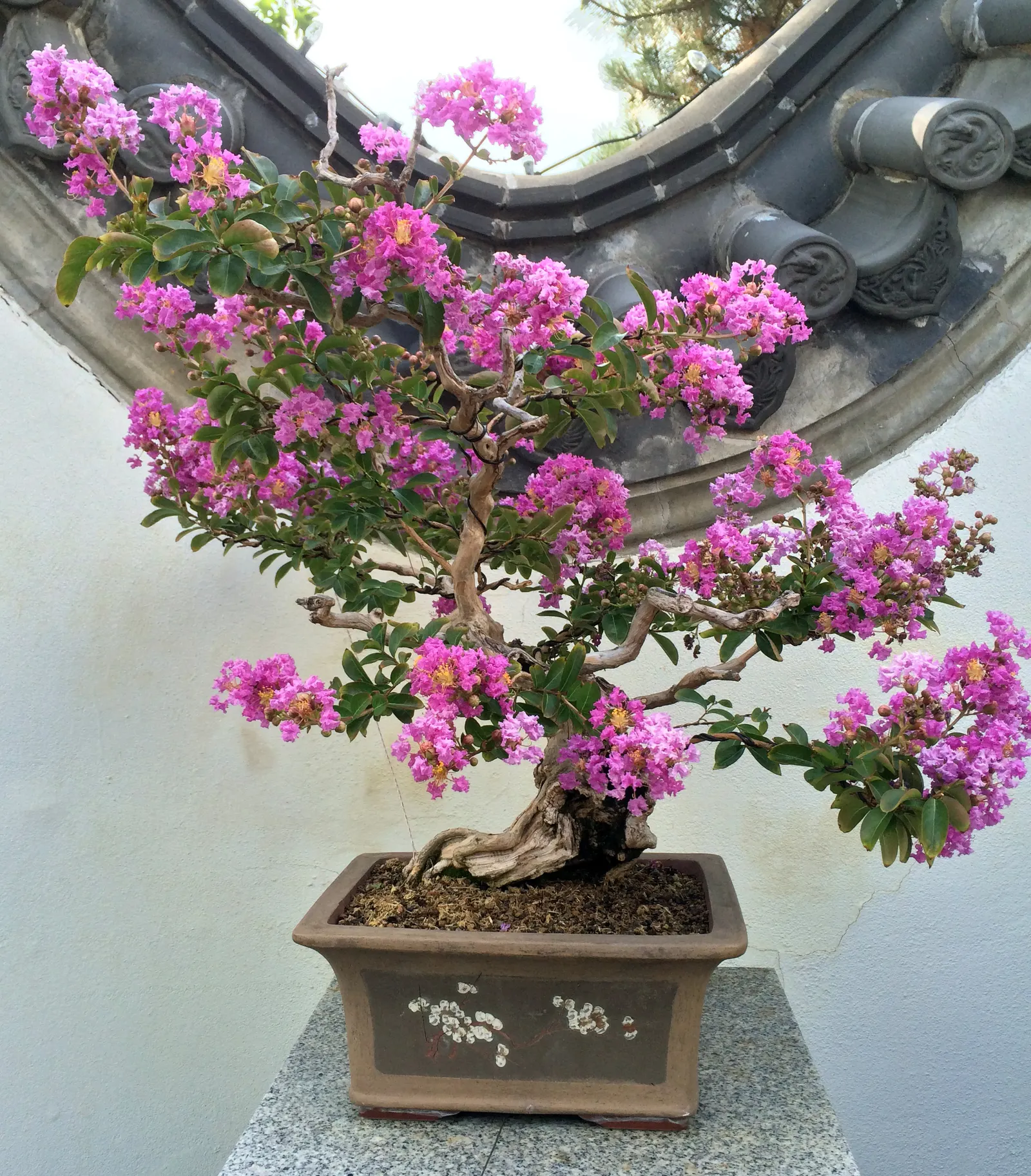 Chinese Crape Myrtle (Lagerstroemia indica) — which peels away in thin layers to reveal mottled shades of pale gray and brown underneath; clusters of white to