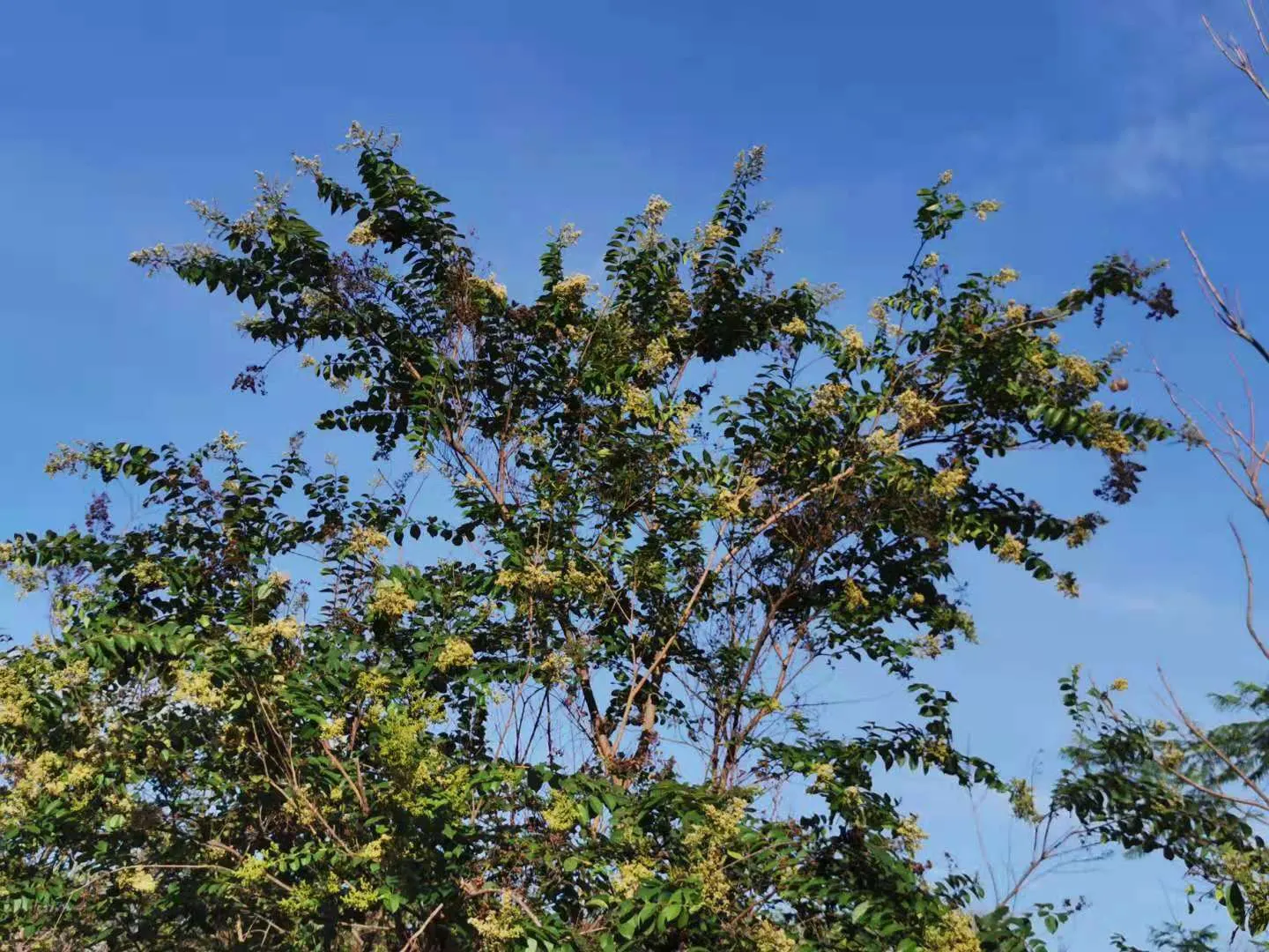 Chinese Crape Myrtle (Lagerstroemia indica) — Its drought tolerance makes it an excellent choice for gardeners seeking low-maintenance yet, image 47