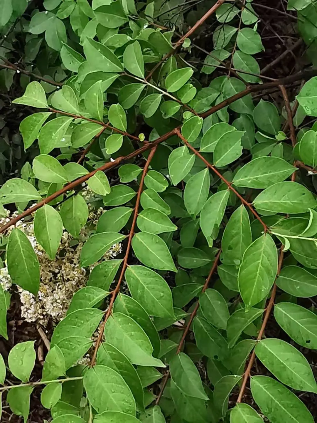 Chinese Crape Myrtle (Lagerstroemia indica) — ensuring it receives ample space to display its graceful branching structure and colorful seasonal, image 51