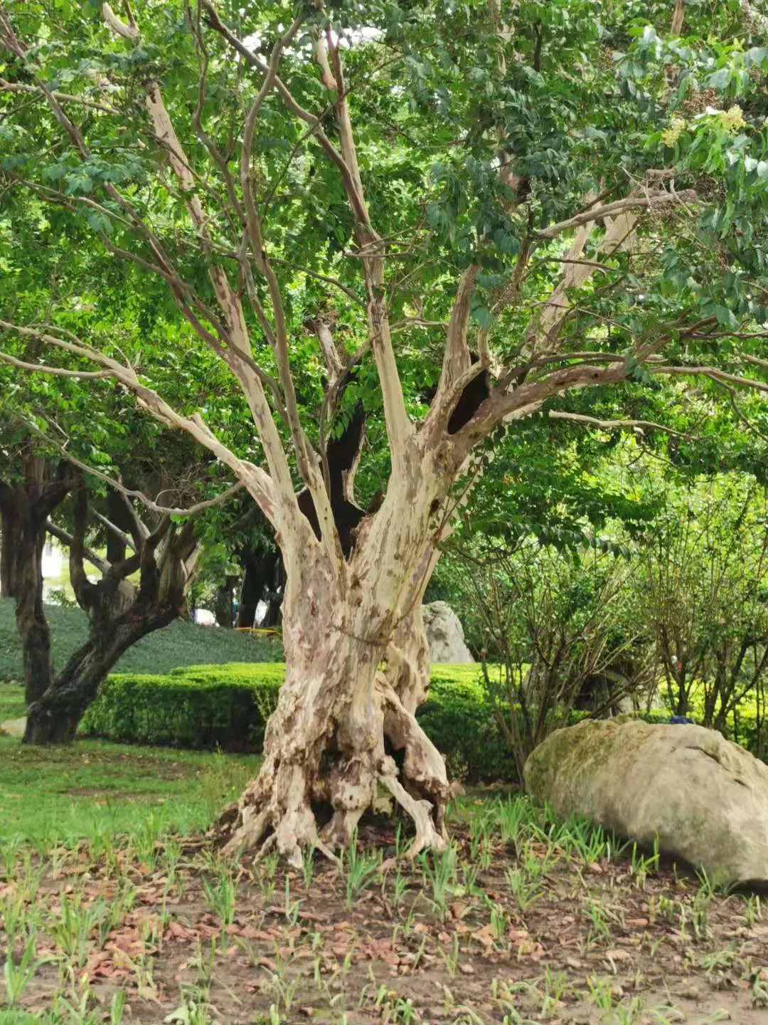 Chinese Crape Myrtle (Lagerstroemia indica) — The Chinese Crape Myrtle (Lagerstroemia subcostata) is a graceful