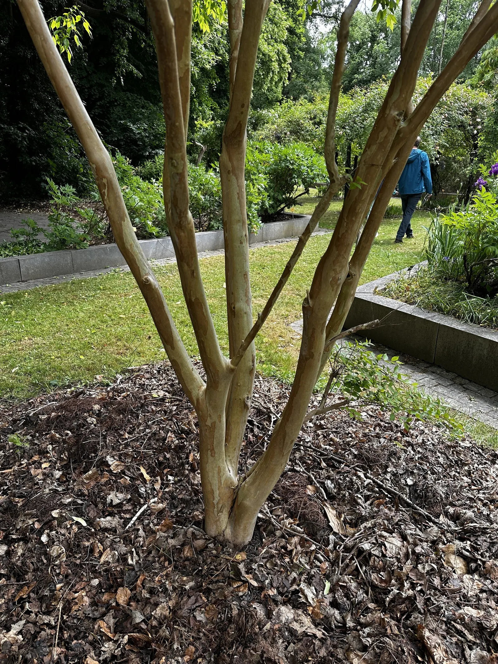Chinese Crape Myrtle (Lagerstroemia indica) — admired for its exfoliating
