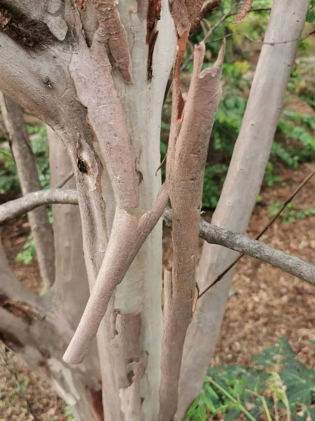 Chinese Crape Myrtle (Lagerstroemia indica) — white flowers in the garden; is a deciduous tree renowned for its ornamental beauty and versatility in landscape