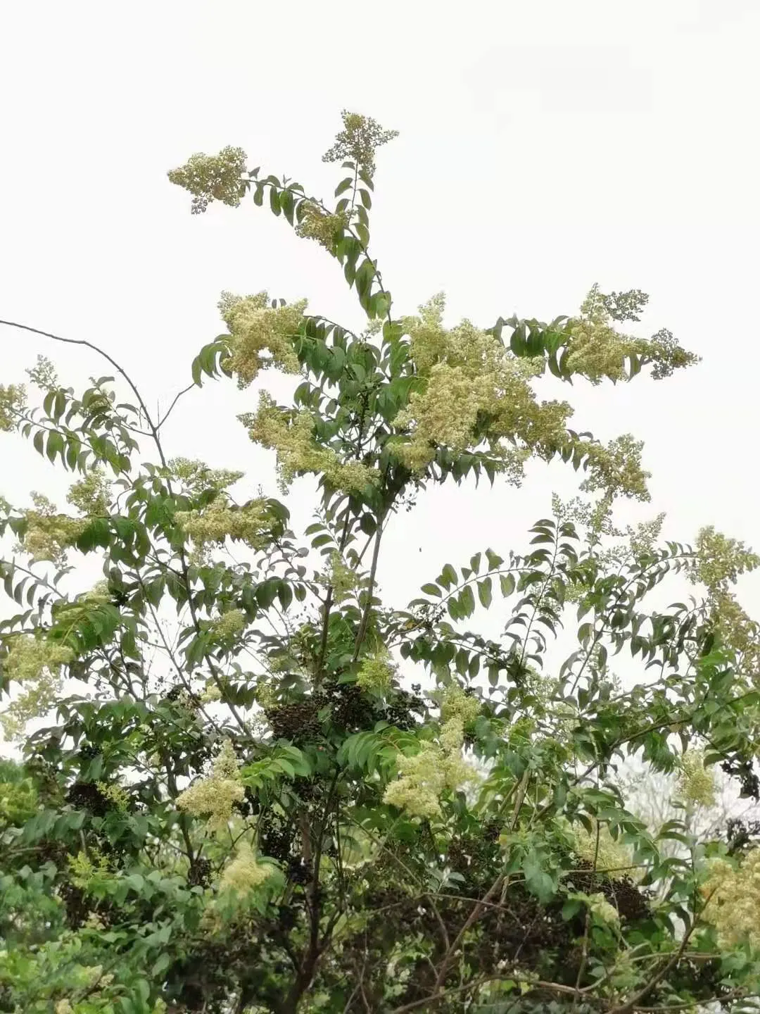 Chinese Crape Myrtle (Lagerstroemia indica) — Typically reaching 20-30 feet in height