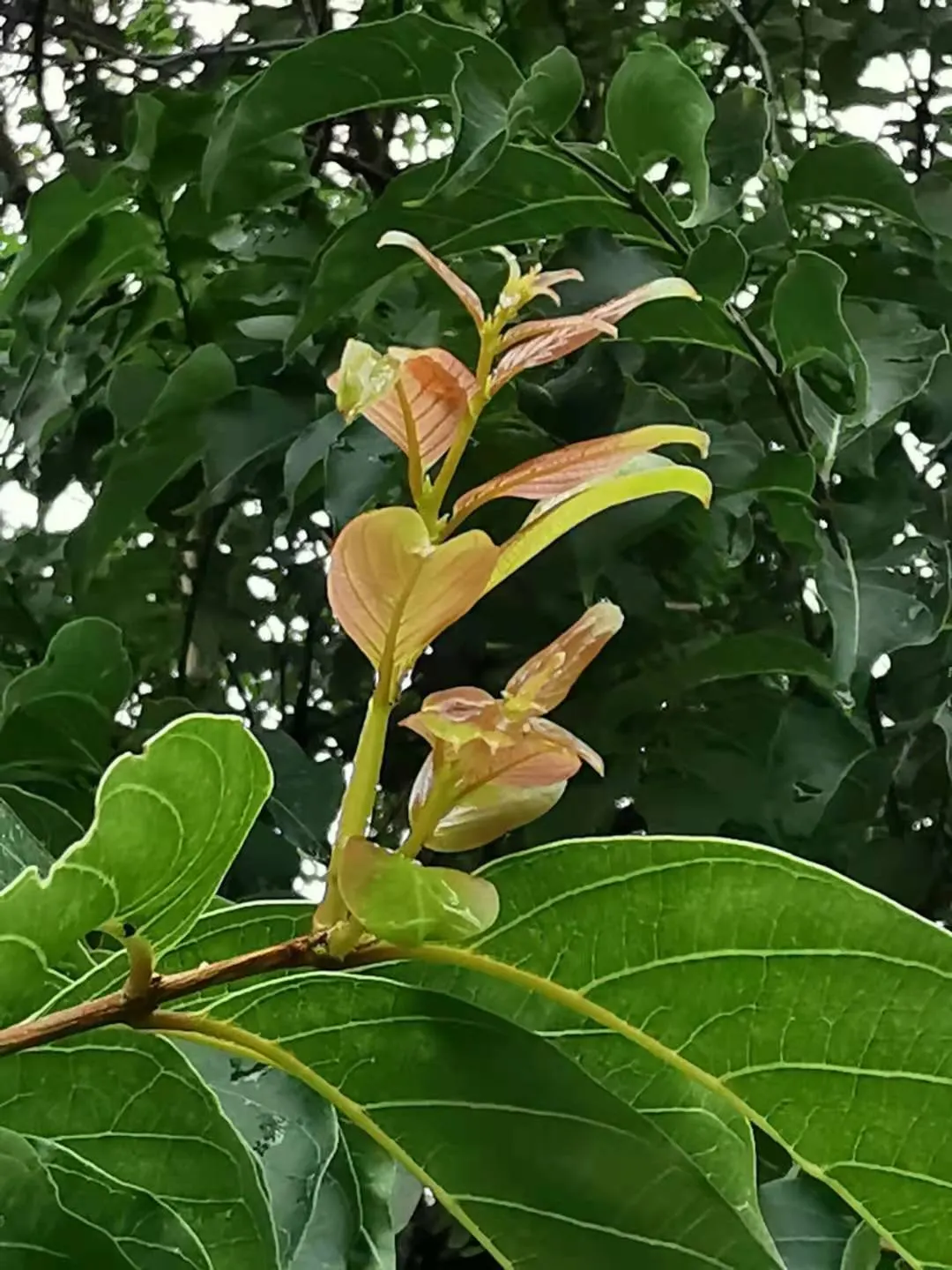 Chinese Crape Myrtle (Lagerstroemia indica) — When incorporating this species into a landscape design; scientifically known as Lagerstroemia subcostata