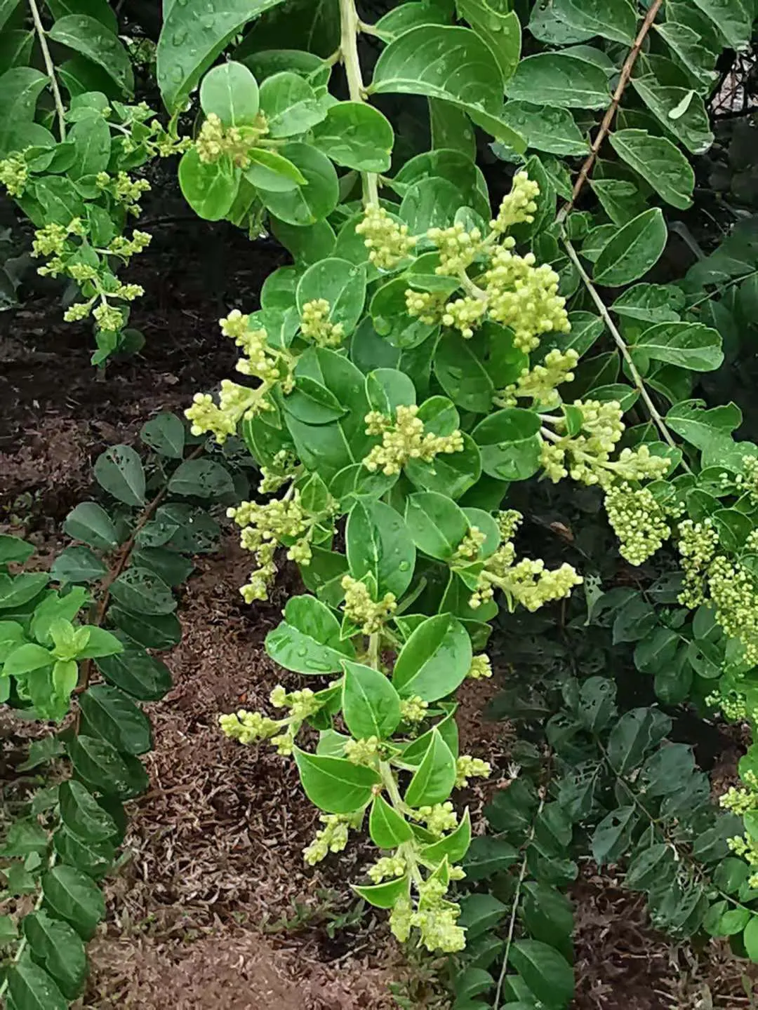 Chinese Crape Myrtle (Lagerstroemia indica) — The foliage is equally appealing