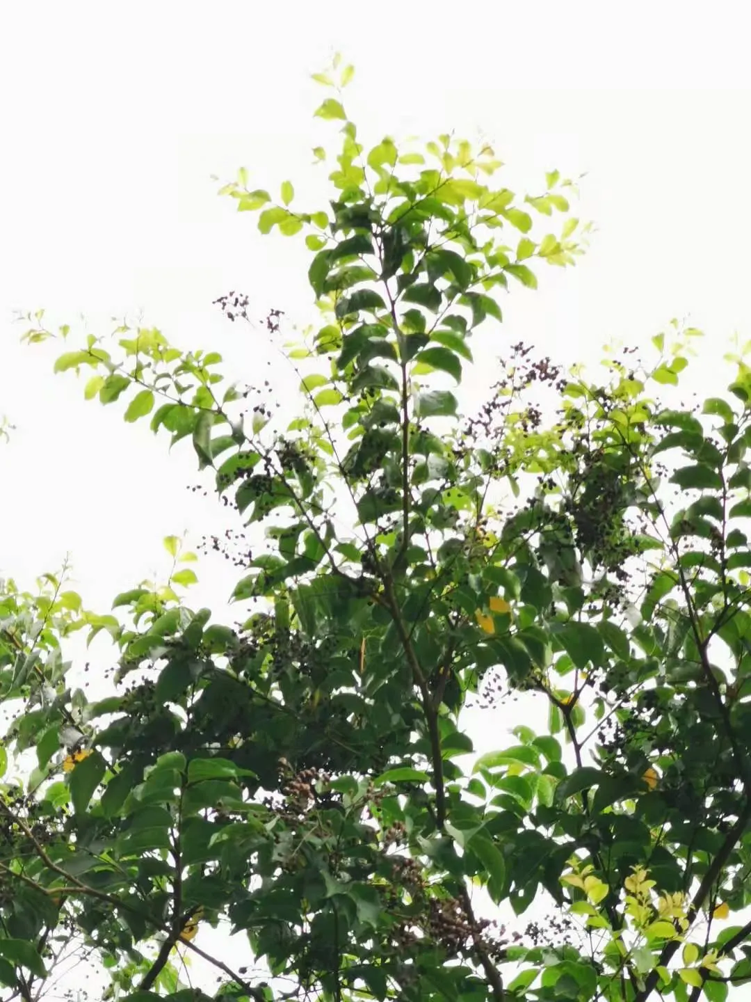Chinese Crape Myrtle (Lagerstroemia indica) — and use it as a focal point or to line pathways
