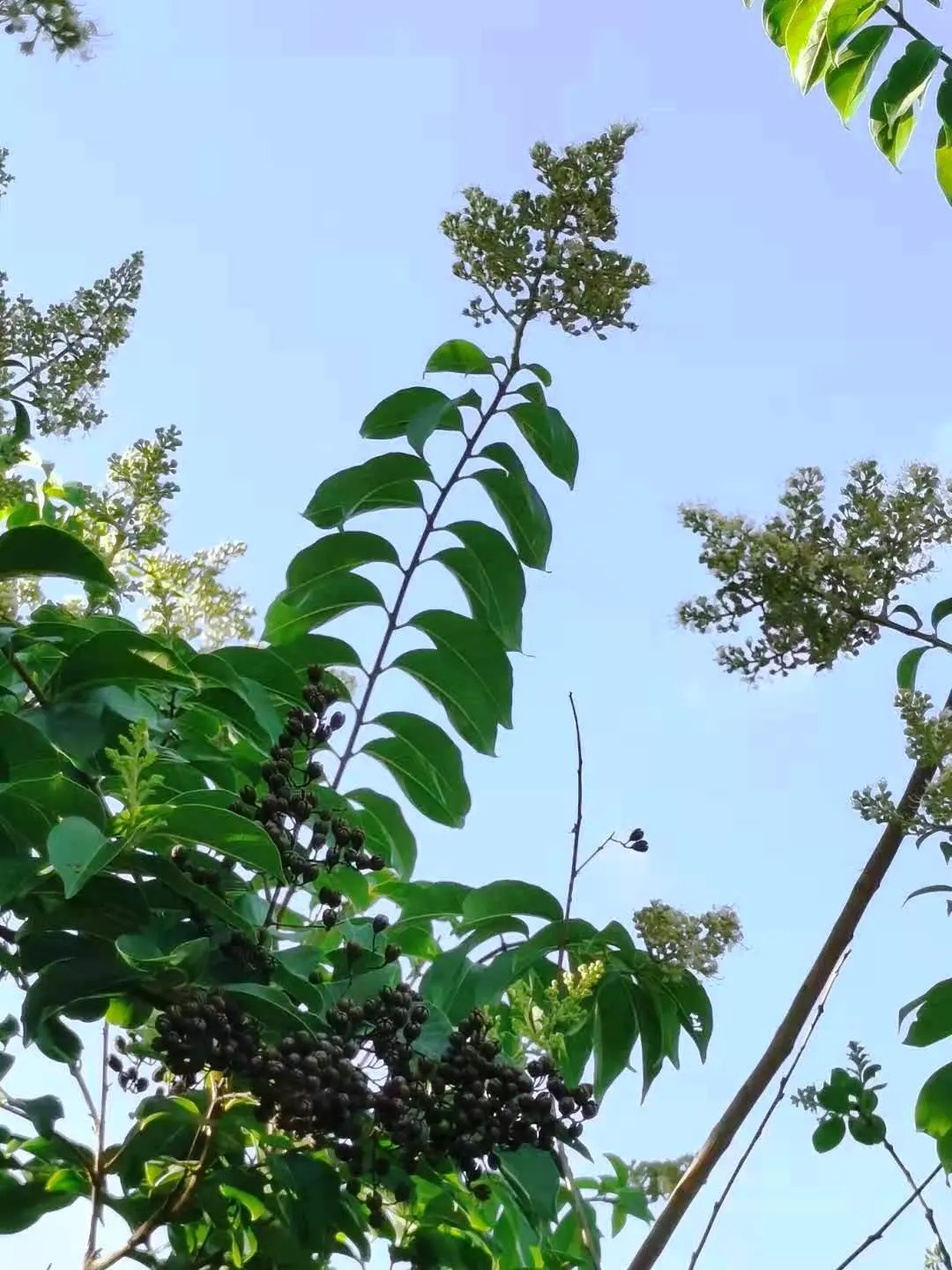 Chinese Crape Myrtle (Lagerstroemia indica) — light brown bark and summer blossoms; with a profusion of oblong leaves measuring 1 to 3 inches long