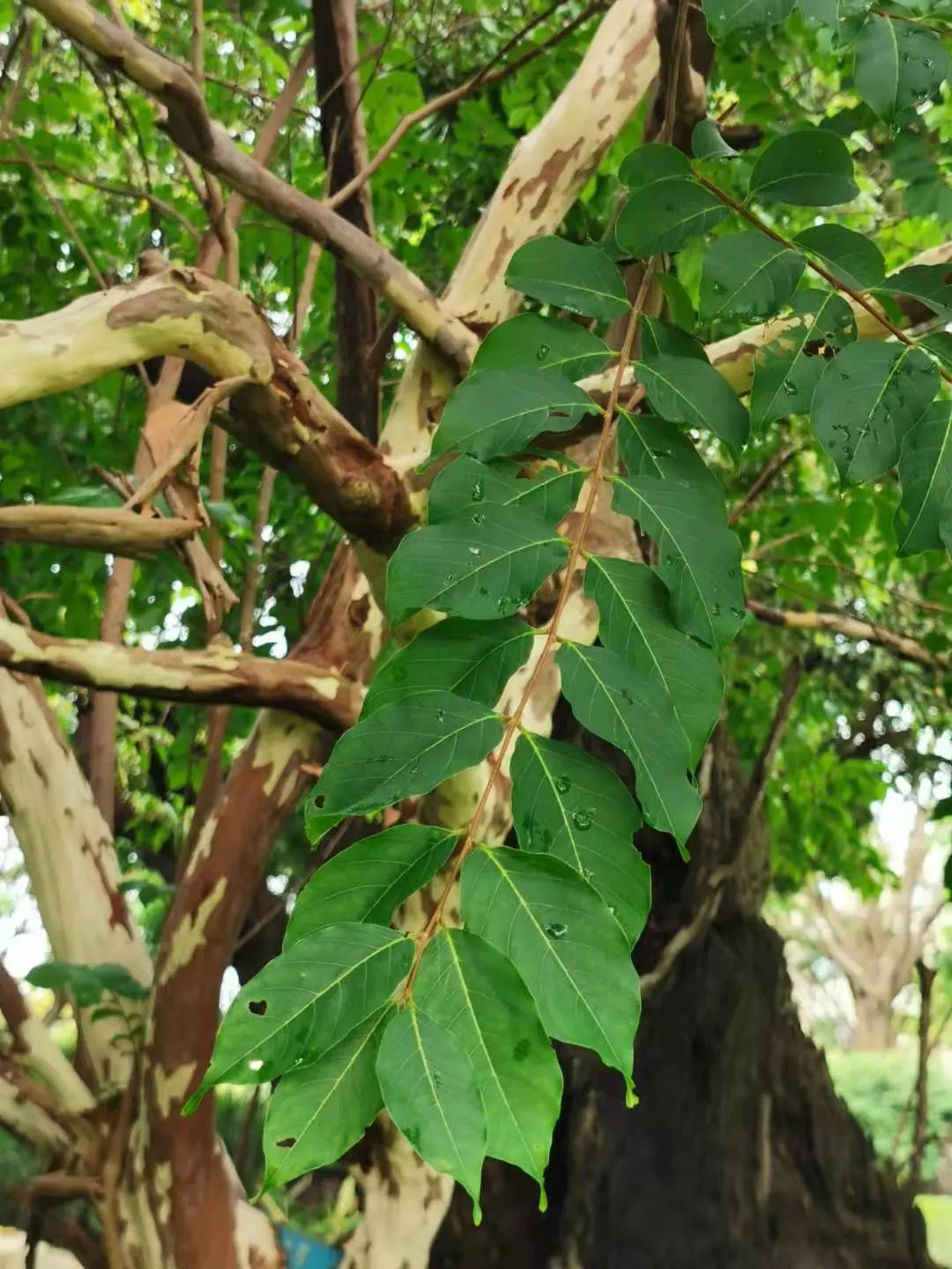 Chinese Crape Myrtle (Lagerstroemia indica) — it thrives in full sun and well-drained soil