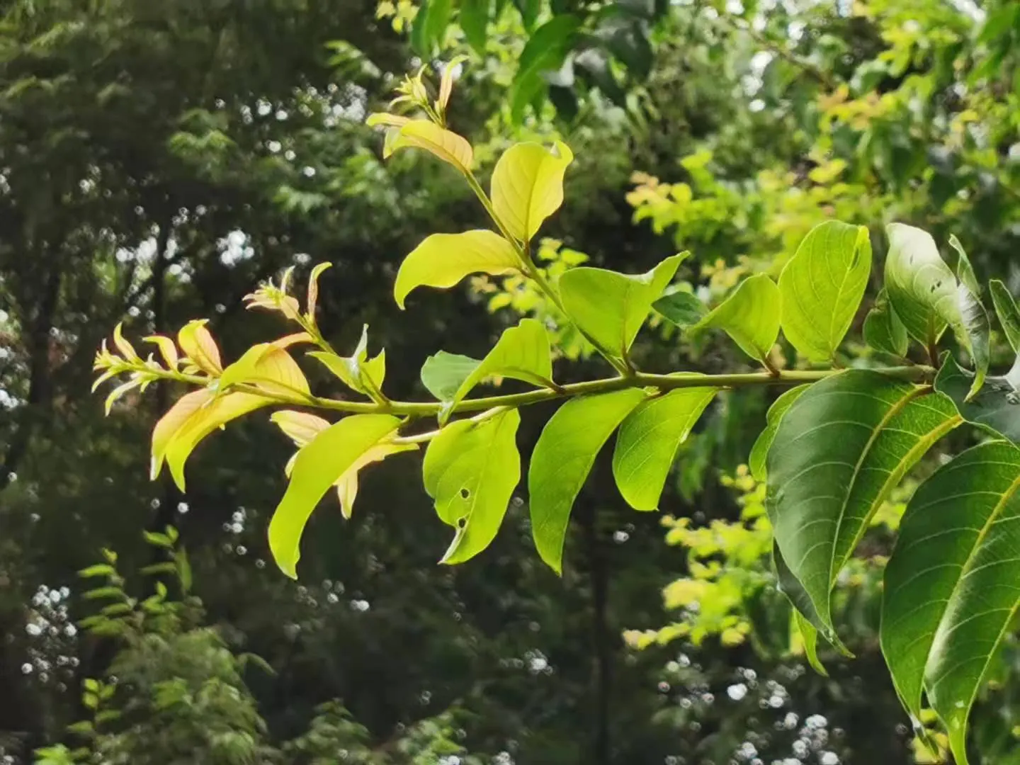 Chinese Crape Myrtle (Lagerstroemia indica) — with a canopy spread of 15 to 25 feet