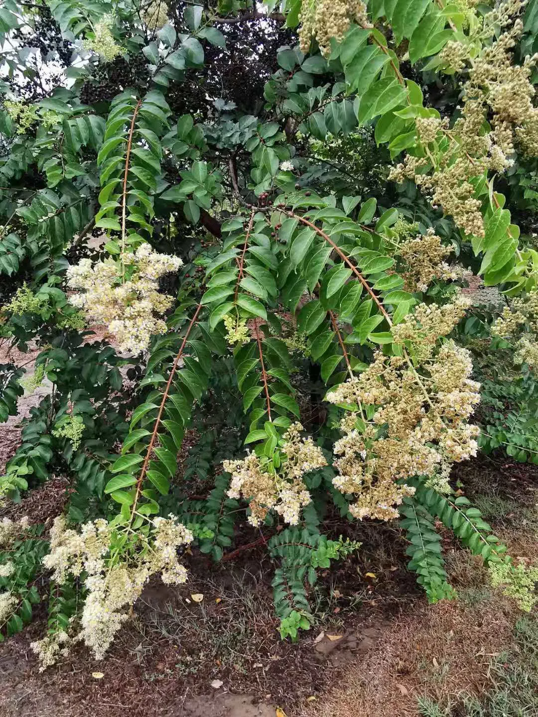 Chinese Crape Myrtle (Lagerstroemia indica) — which peels away in thin layers to reveal mottled shades of pale gray and brown underneath