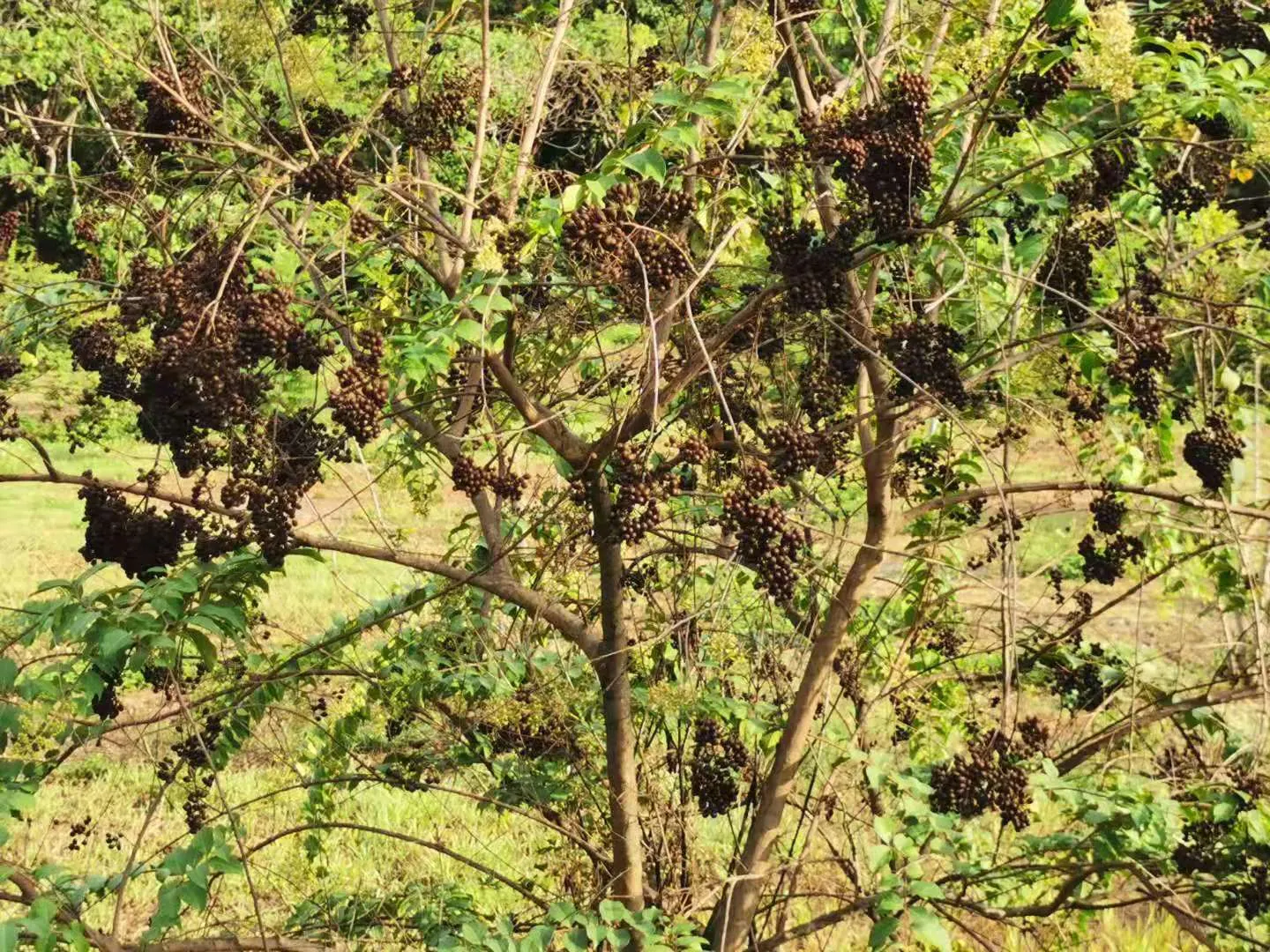 Chinese Crape Myrtle (Lagerstroemia indica) — scientifically known as Lagerstroemia subcostata; it thrives in full sun and well-drained soil