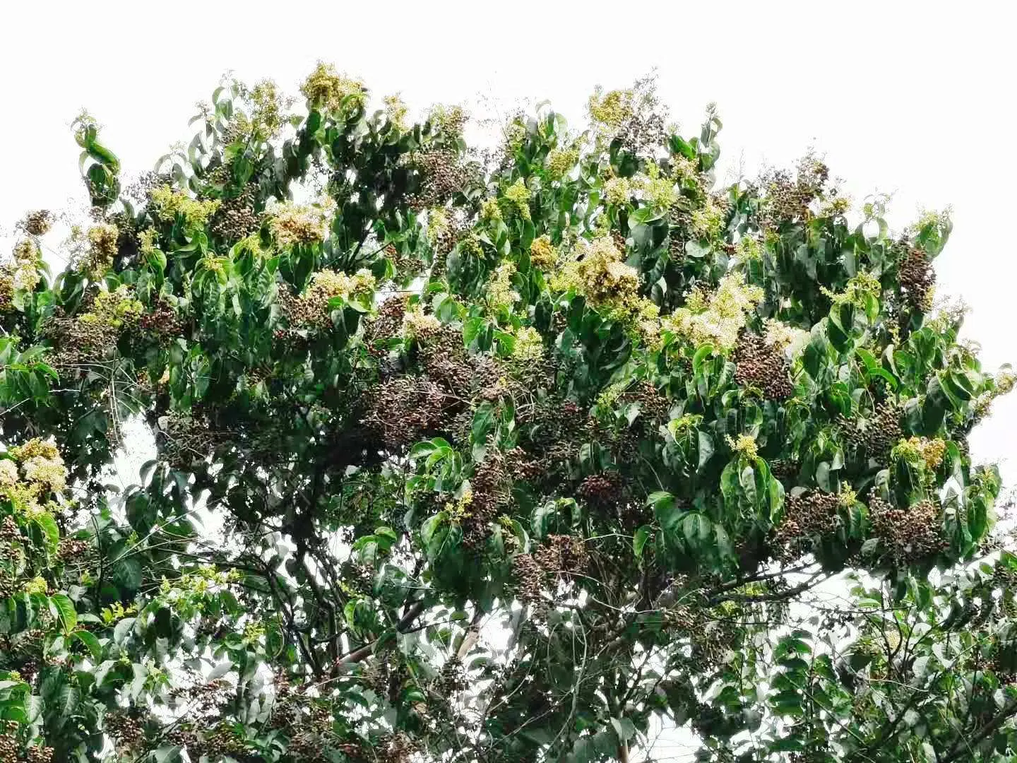 Chinese Crape Myrtle (Lagerstroemia indica) — tree for full