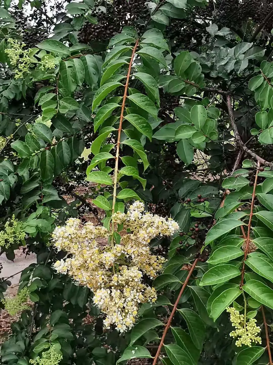 Chinese Crape Myrtle (Lagerstroemia indica) — adding textural interest throughout the year, image 41