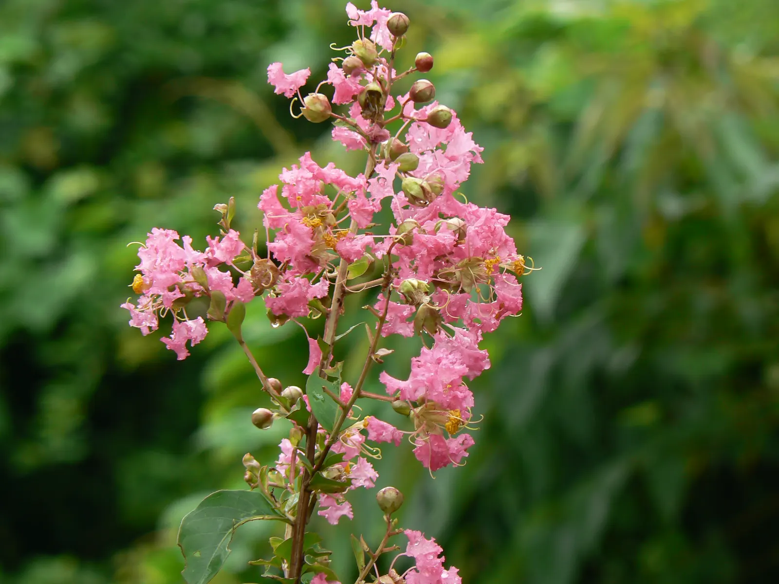Chinese Crape Myrtle (Lagerstroemia indica) — with a profusion of oblong leaves measuring 1 to 3 inches long; panicles of soft pink to white blossoms adorn the