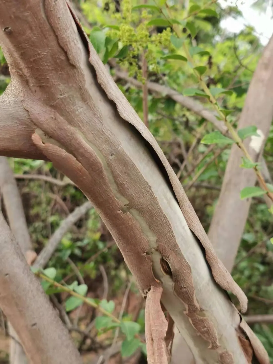 Chinese Crape Myrtle (Lagerstroemia indica) — Typically reaching 20-30 feet in height; white flowers in the garden