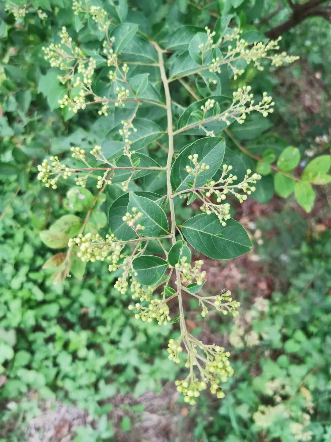 Chinese Crape Myrtle (Lagerstroemia indica) — scientifically known as Lagerstroemia subcostata
