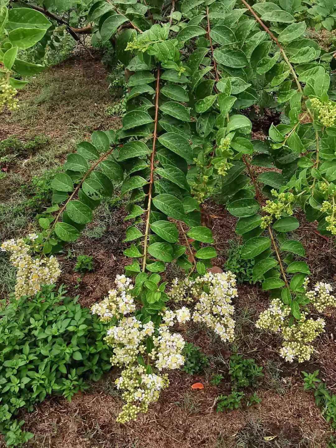 Chinese Crape Myrtle (Lagerstroemia indica) — ensuring it receives ample space to display its graceful branching structure and colorful seasonal transitions