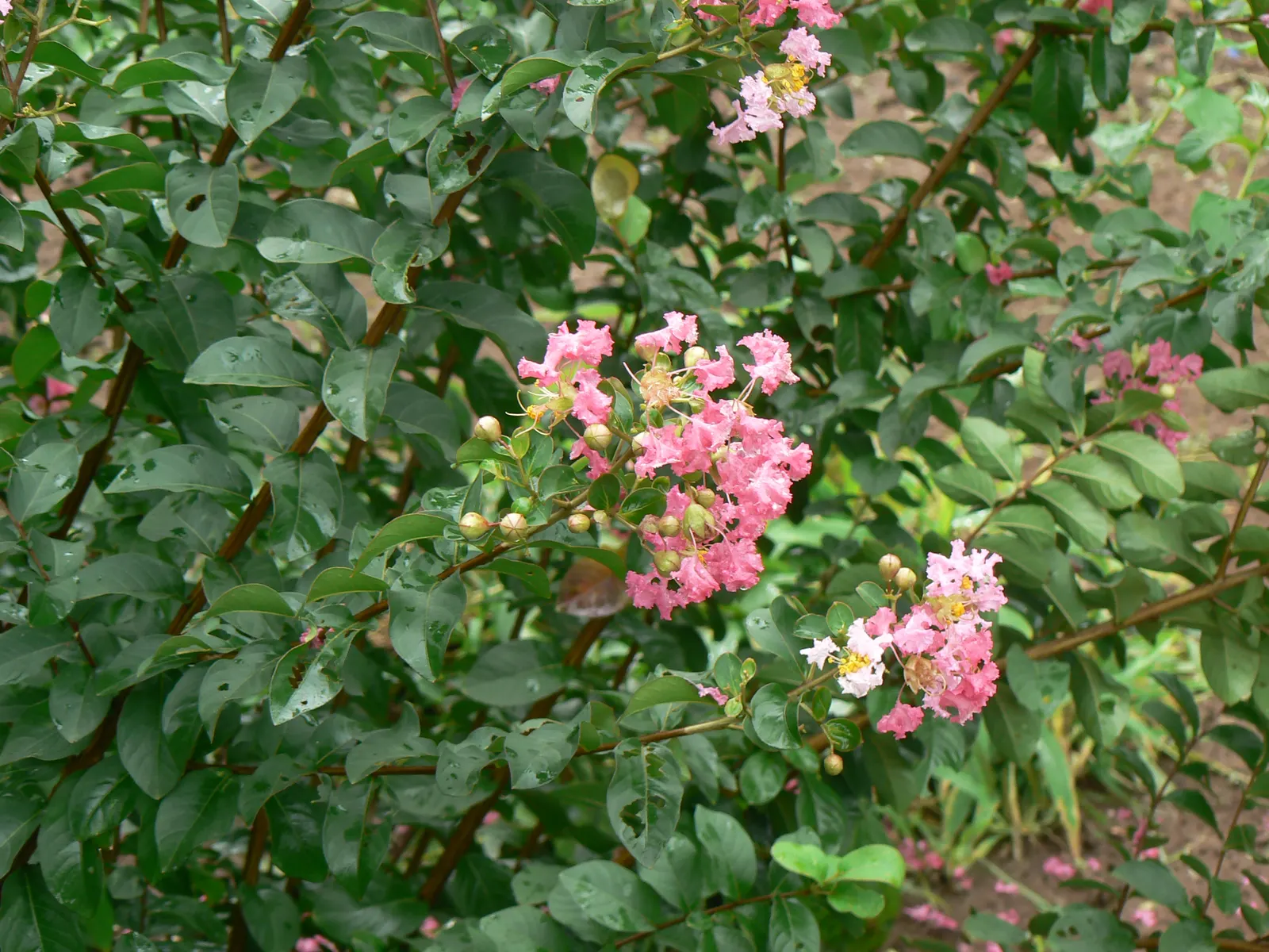Chinese Crape Myrtle (Lagerstroemia indica) — Lagerstroemia subcostata thrives in full sun and prefers well-drained soils; consider its seasonal characteristics