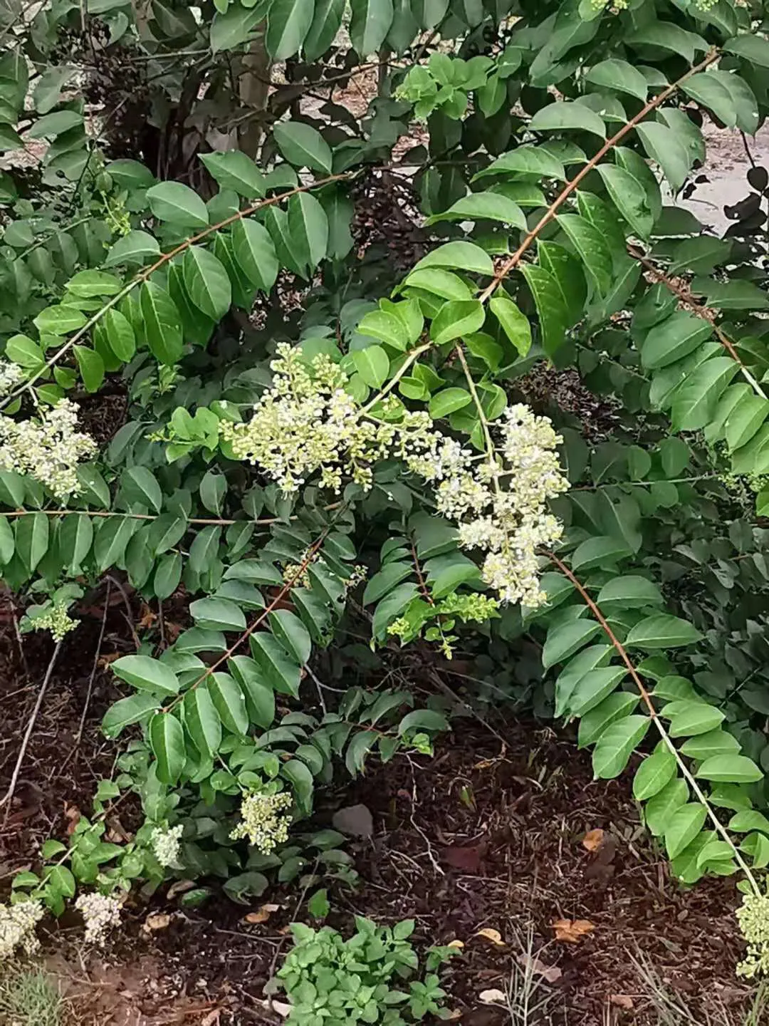 Chinese Crape Myrtle (Lagerstroemia indica) — white flowers in the garden