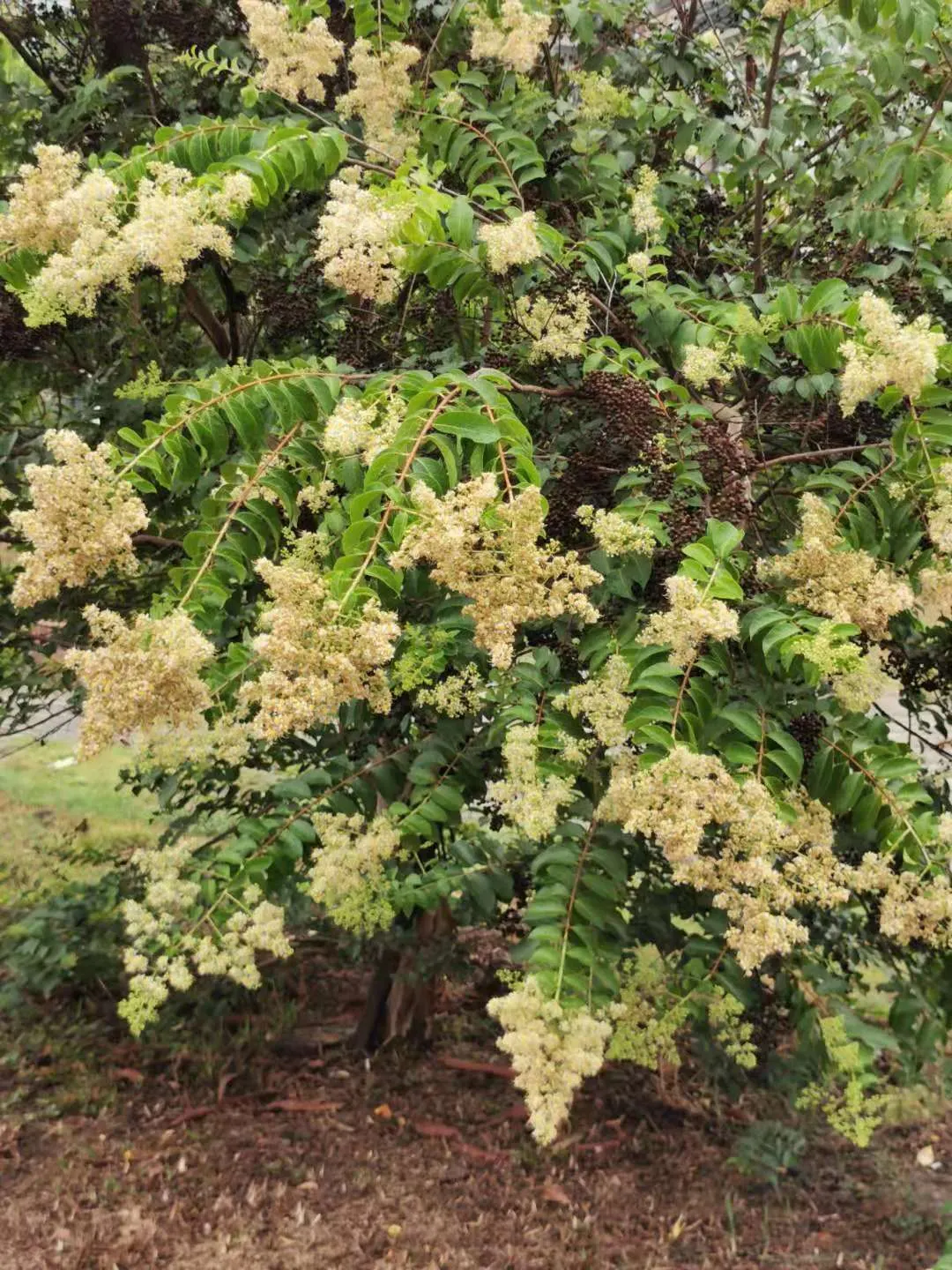 Chinese Crape Myrtle (Lagerstroemia indica) — The Chinese Crape Myrtle (Lagerstroemia subcostata) is a graceful; typically reaching 20-30 feet in height