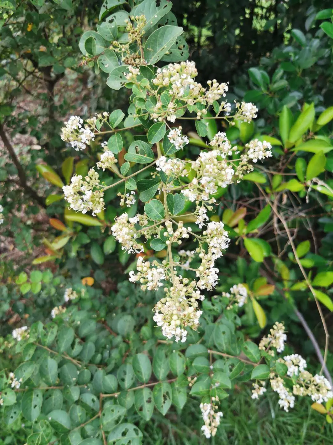 Chinese Crape Myrtle (Lagerstroemia indica) — panicles of soft pink to white blossoms adorn the branches