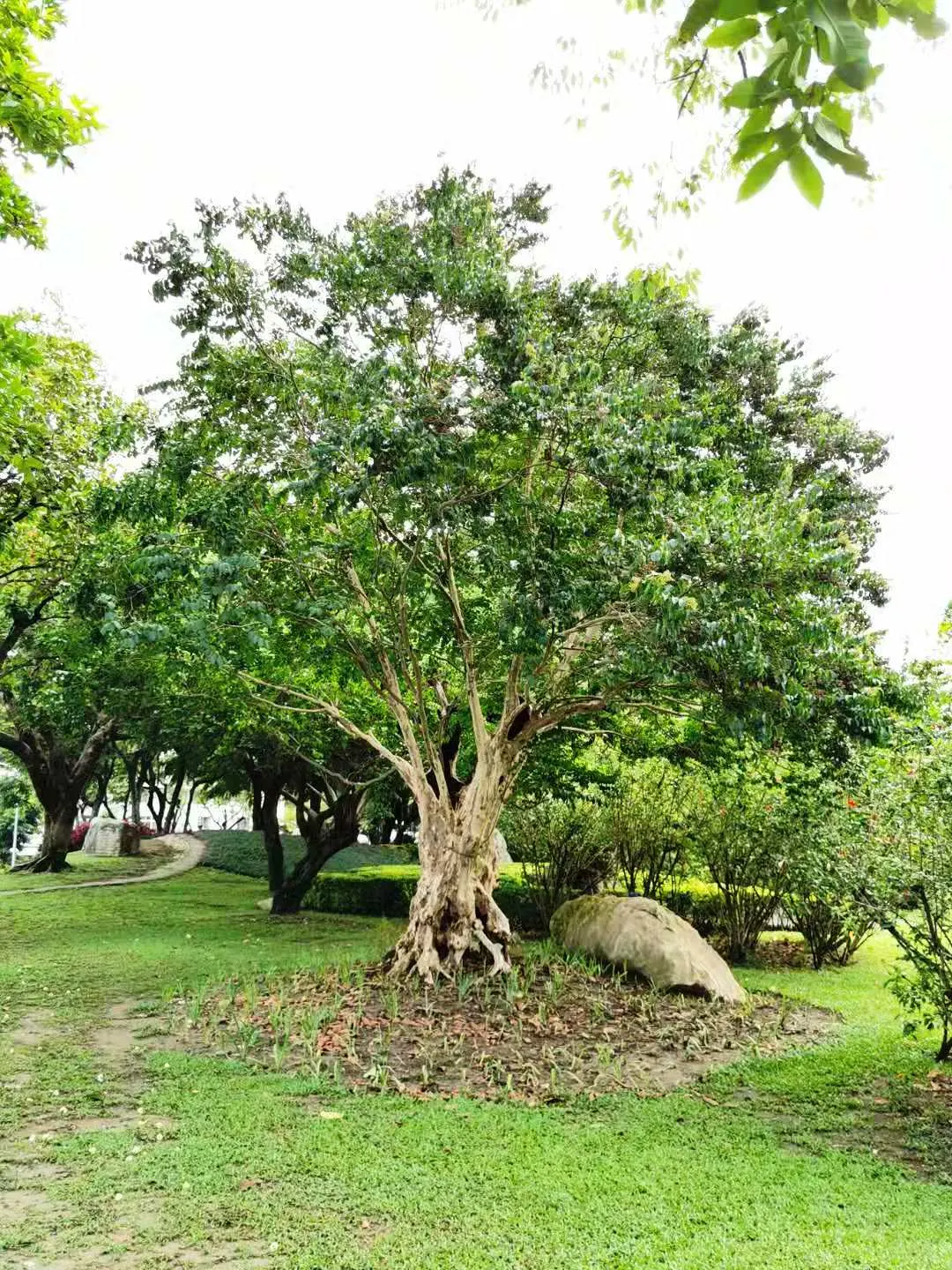 Chinese Crape Myrtle (Lagerstroemia indica) — Clusters of white to pale pink flowers adorn its branches in late summer; lagerstroemia subcostata thrives in