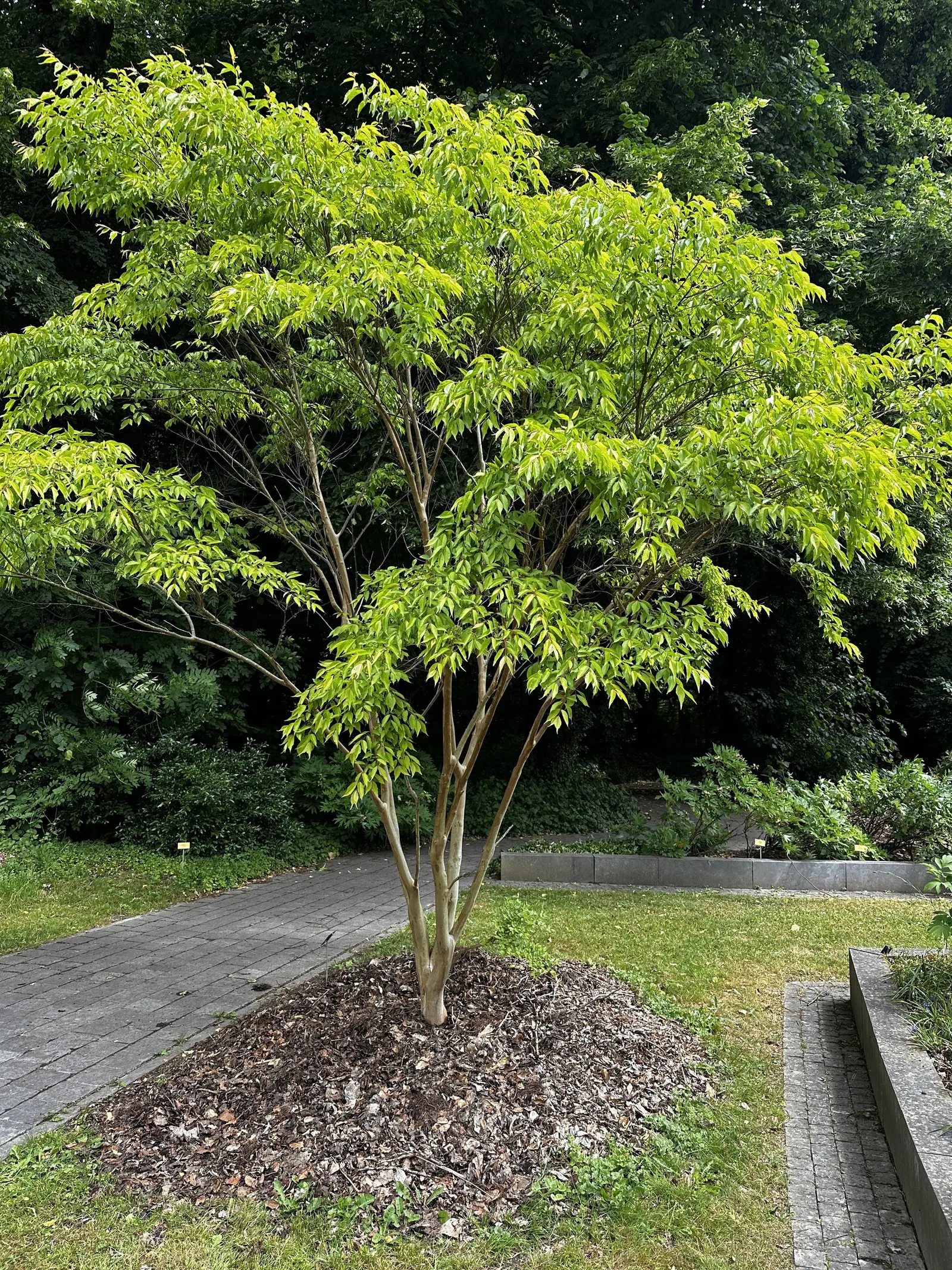 Chinese Crape Myrtle (Lagerstroemia indica) — admired for its exfoliating; this elegant specimen typically reaches a mature height of 20 to 30 feet