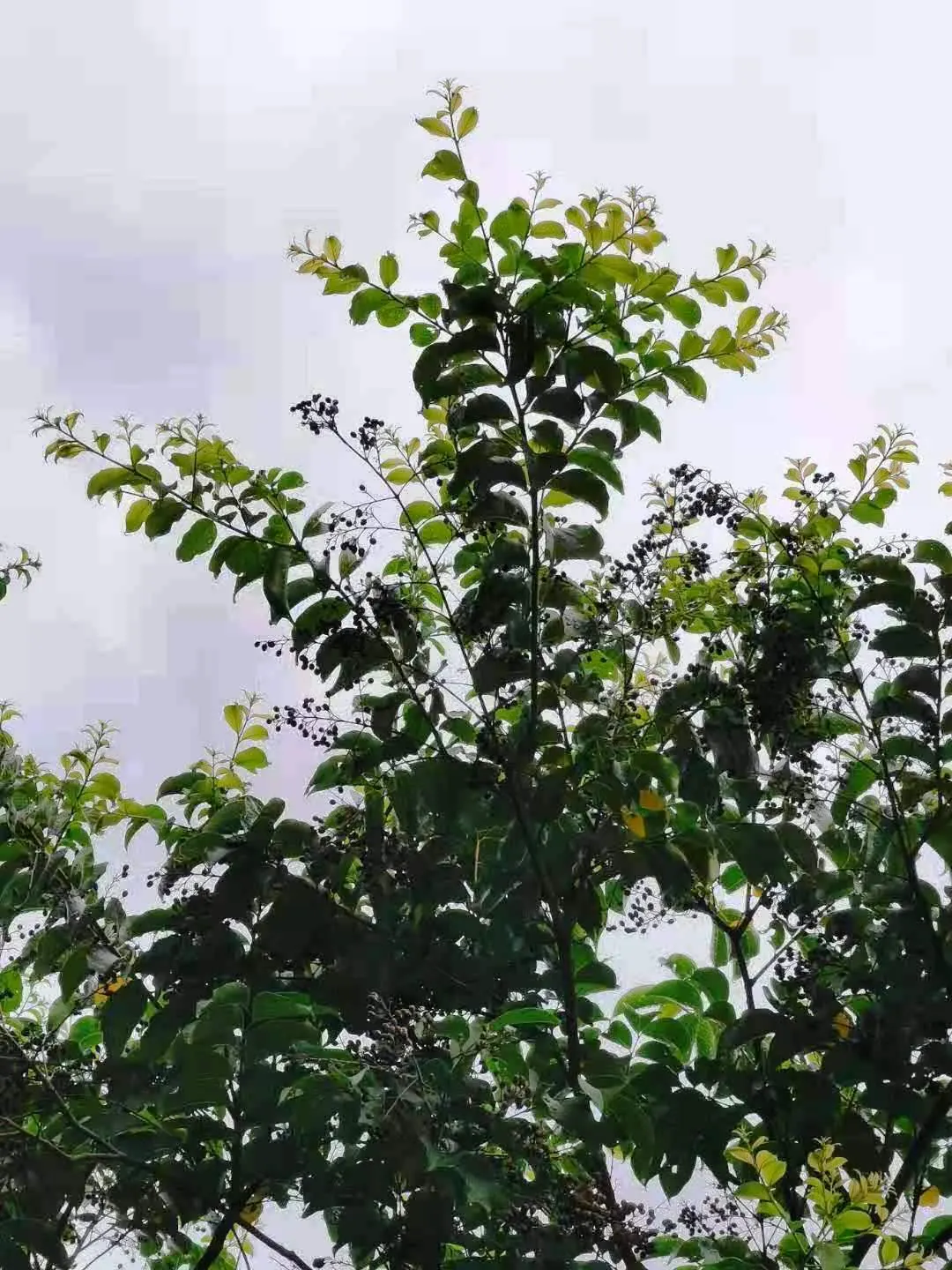 Chinese Crape Myrtle (Lagerstroemia indica) — panicles of soft pink to white blossoms adorn the branches; when incorporating this species into a landscape