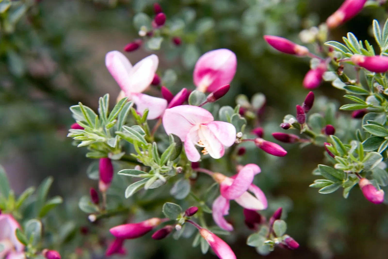 Scotch Broom (Cytisus X Praecox) — Note its rapid growth and potential invasiveness in certain regions