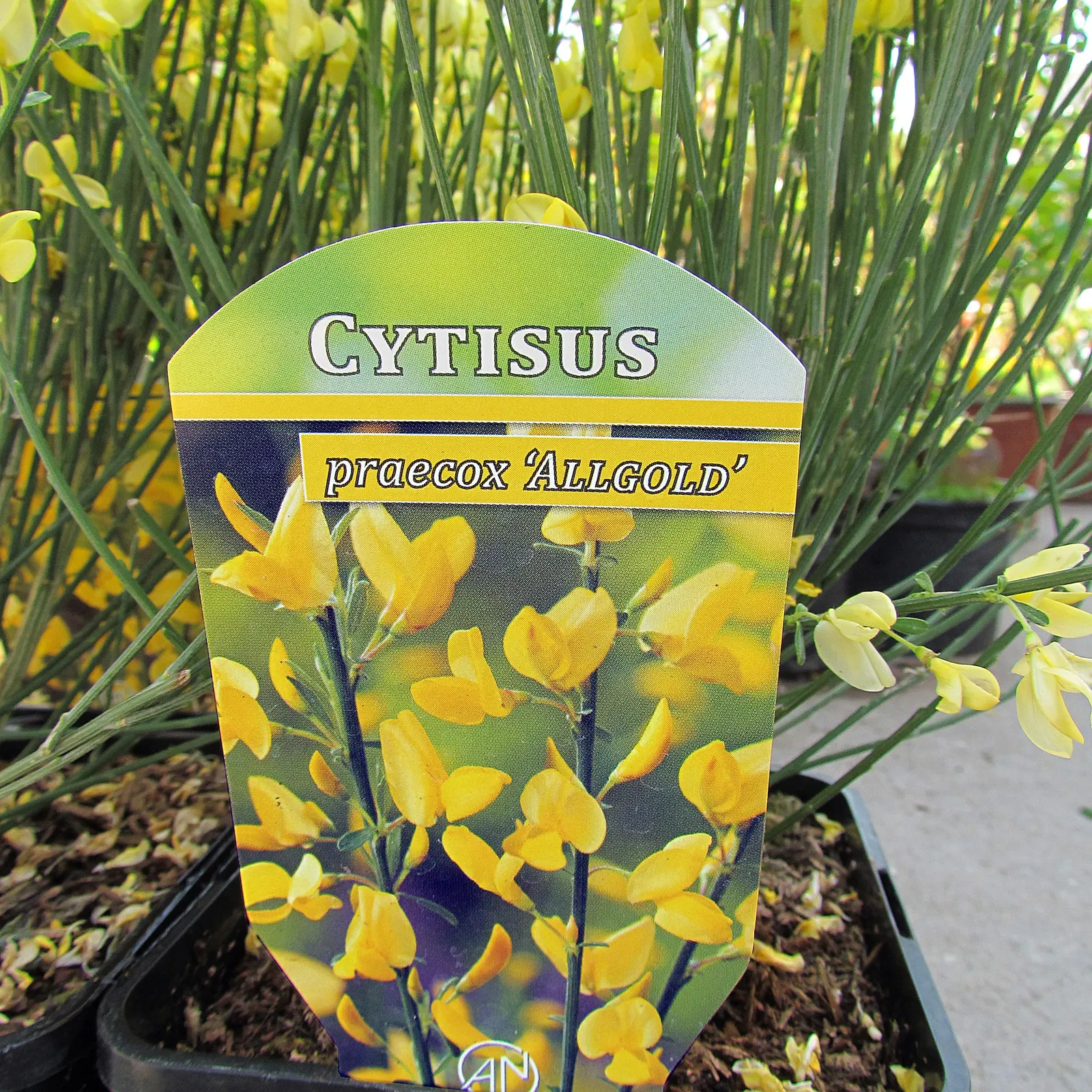 Scotch Broom (Cytisus X Praecox) — Thriving in full sun and well-drained soils