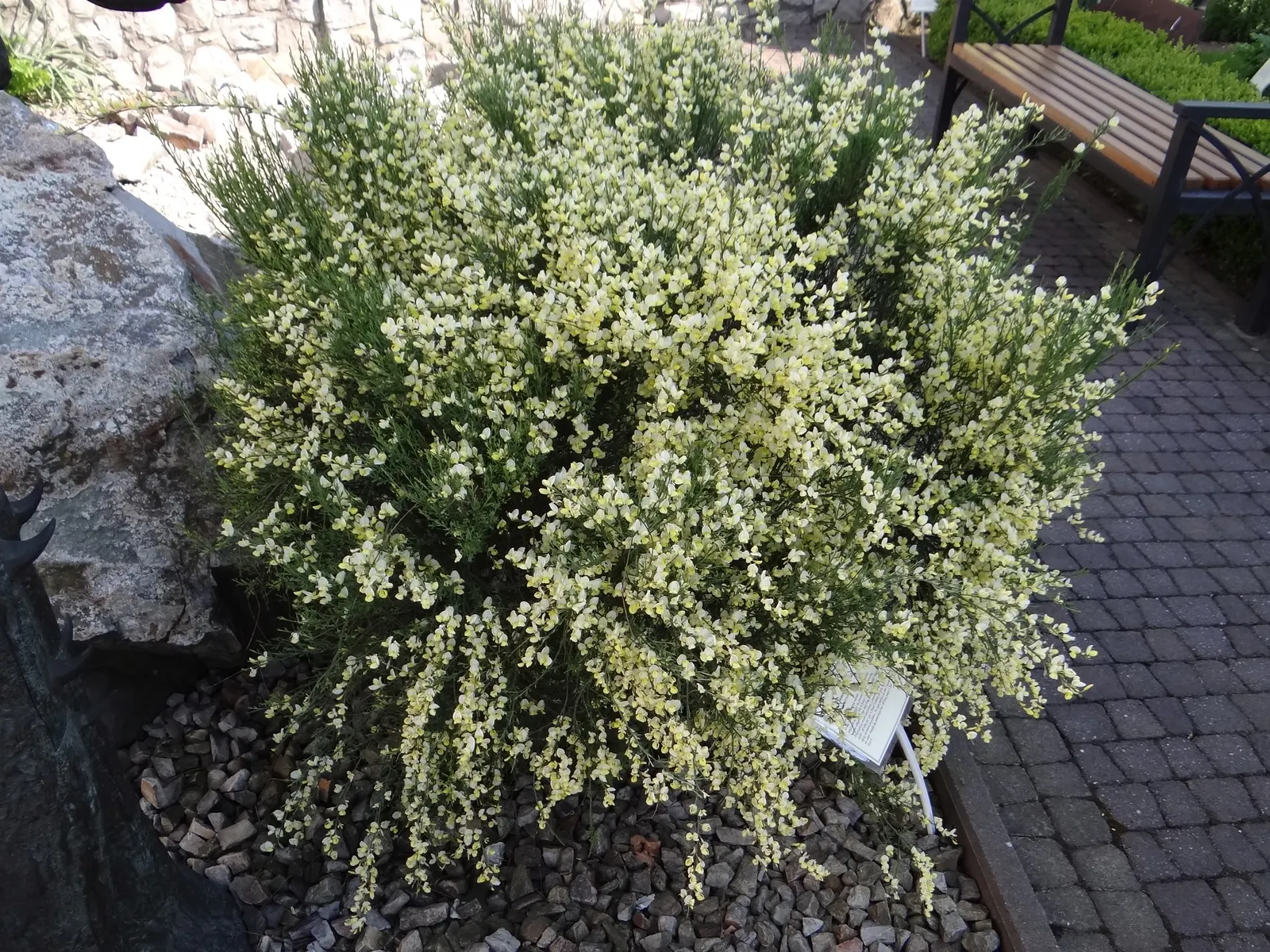 Scotch Broom (Cytisus X Praecox) — Scotch broom (Cytisus x praecox) is a deciduous shrub, reaching heights of 4-6 feet with an equal spread