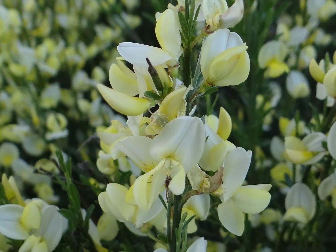 Scotch Broom (Cytisus X Praecox) — Praised for its vibrant yellow flowers blooming in mid-spring, it adds a pop of color to gardens