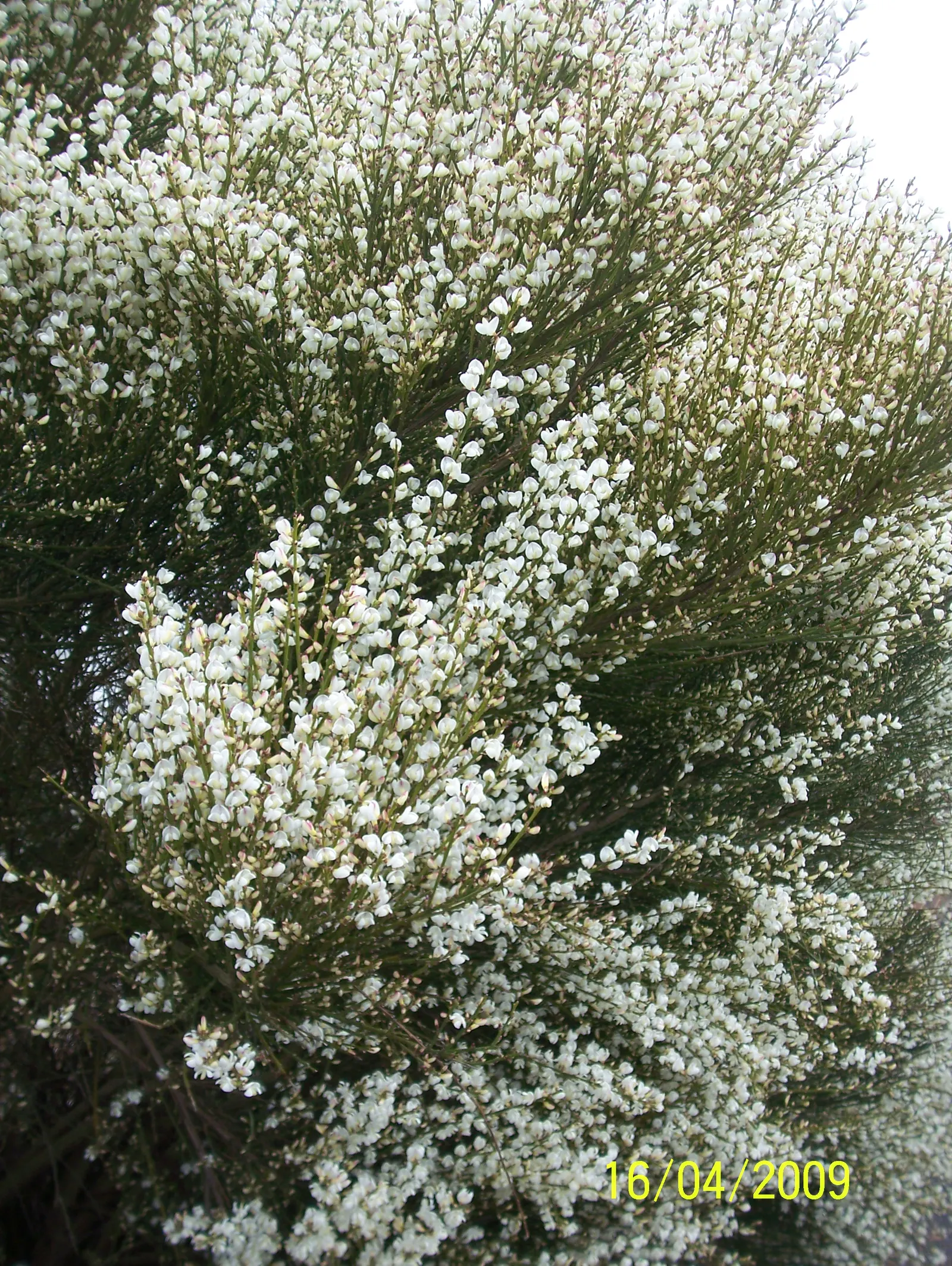 Scotch Broom (Cytisus X Praecox) — this low-maintenance plant is an excellent choice for mass plantings or borders