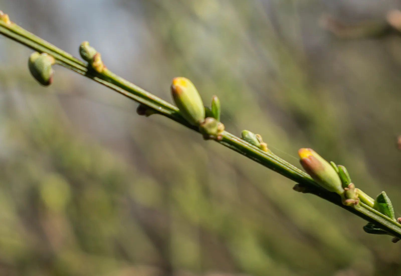 Scotch Broom (Cytisus X Praecox) — The Scotch broom (Cytisus x praecox) is a vibrant and hardy deciduous shrub
