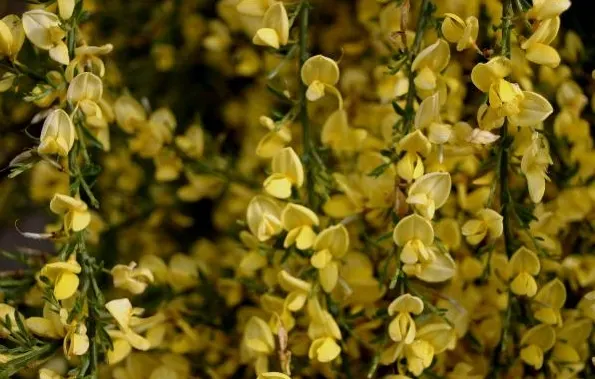 Scotch Broom (Cytisus X Praecox) — Scotch broom prefers well-drained sandy or loamy soils and once established