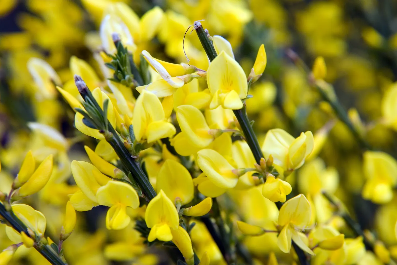 Scotch Broom (Cytisus X Praecox) — basking in full sun but also tolerating partial shade