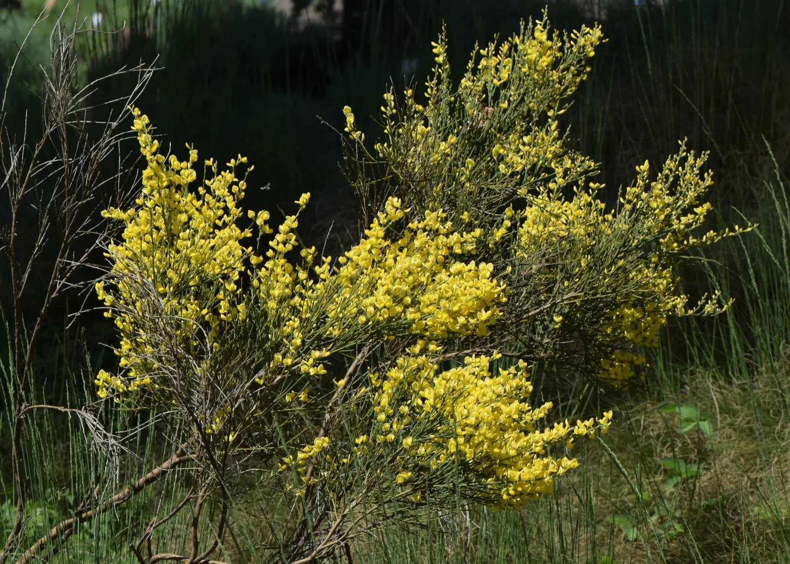 Scotch Broom (Cytisus X Praecox) — boasts a remarkable resilience to drought conditions