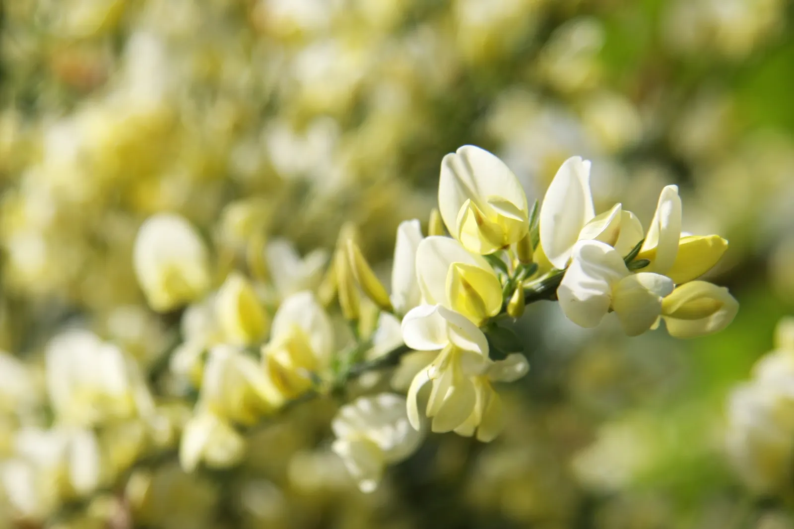 Scotch Broom (Cytisus X Praecox) — Characterized by its rapid growth