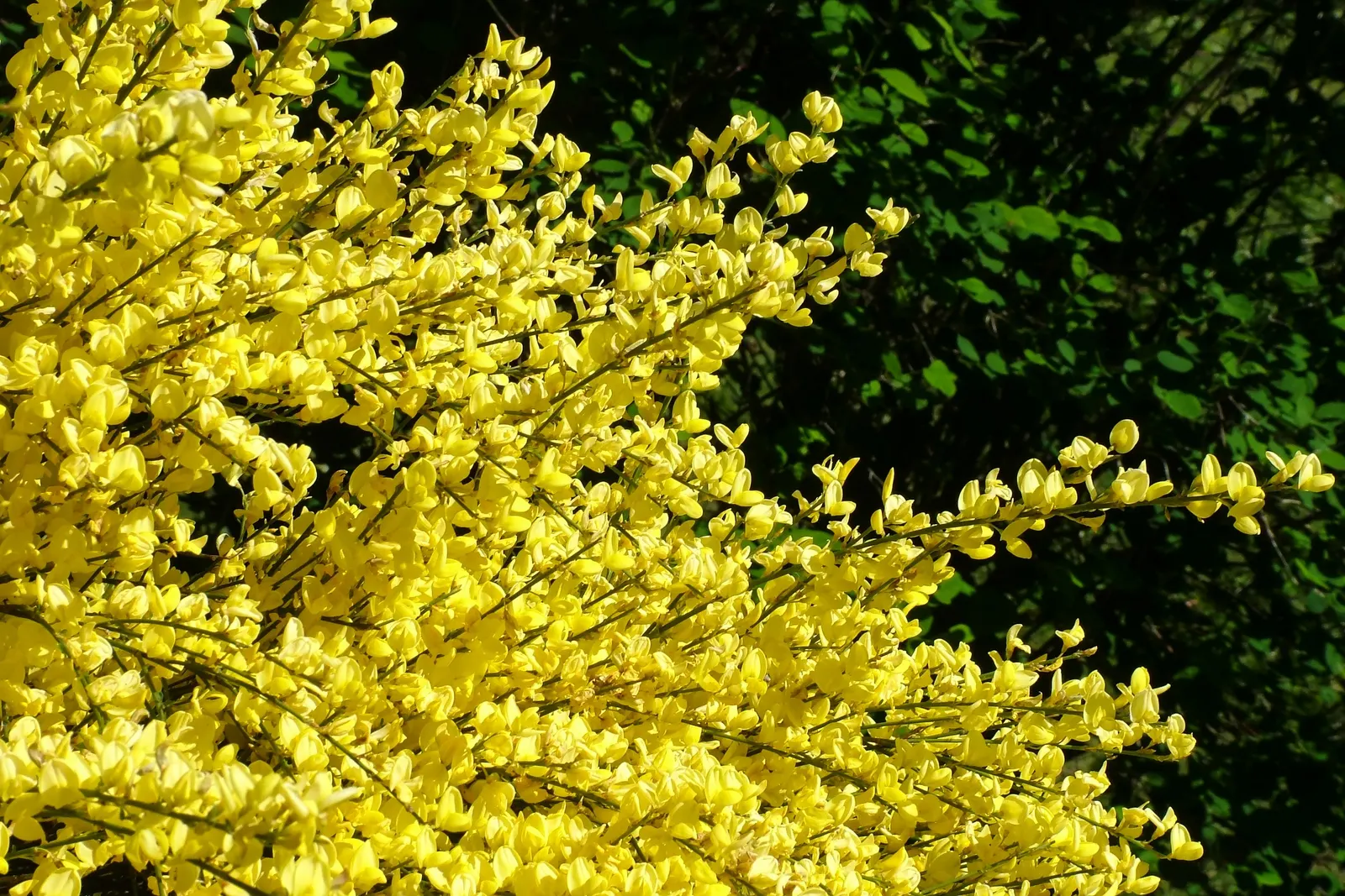 Scotch Broom (Cytisus X Praecox) — yellow flowers that adorn its arching branches each spring