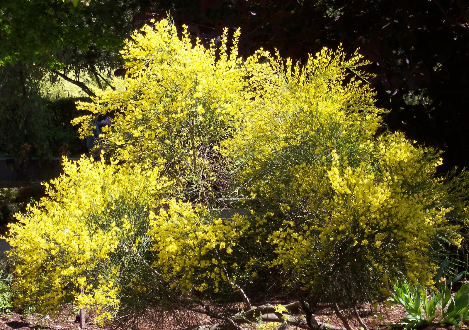 Scotch Broom (Cytisus X Praecox) — known for its proliferation of cheerful