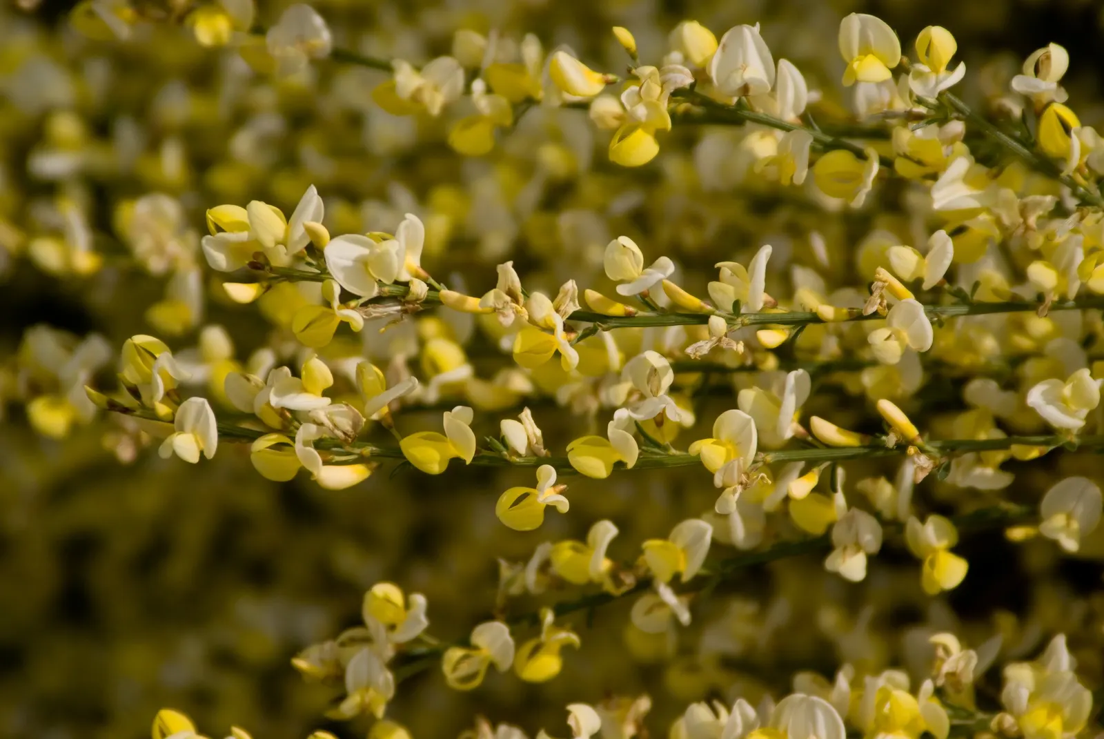 Scotch Broom (Cytisus X Praecox) — the Scotch broom typically reaches a height of 4 to 6 feet with an equivalent spread