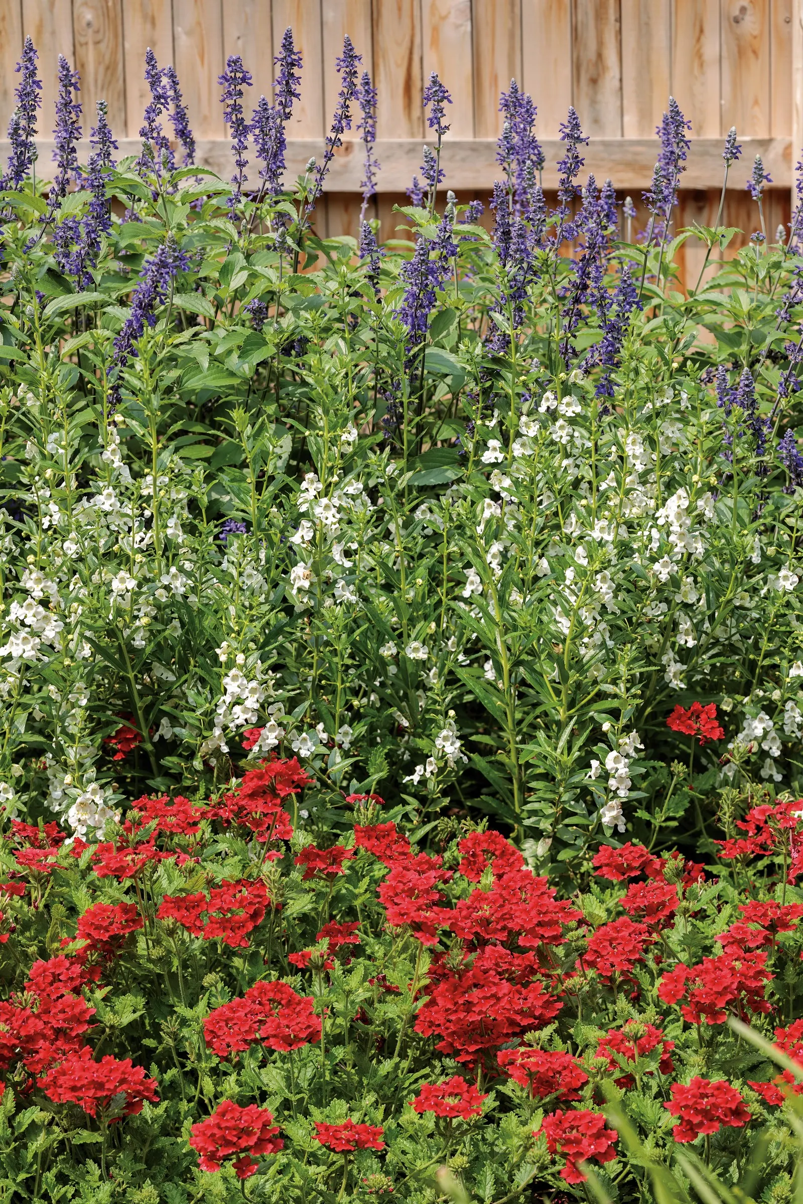 Super White Summer Snapdragon (Angelonia) — Deer resistant and self-cleaning, it excels in borders, mass plantings, and pots