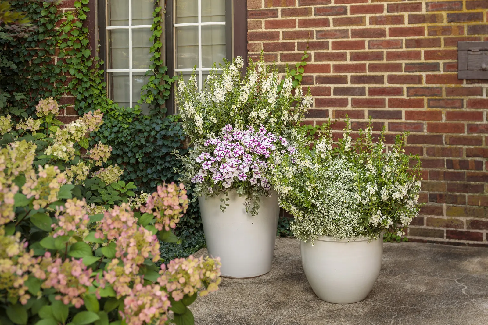 Lovie Dovie™ Petunia — making it easy to layer into both small containers and broader seasonal plantings