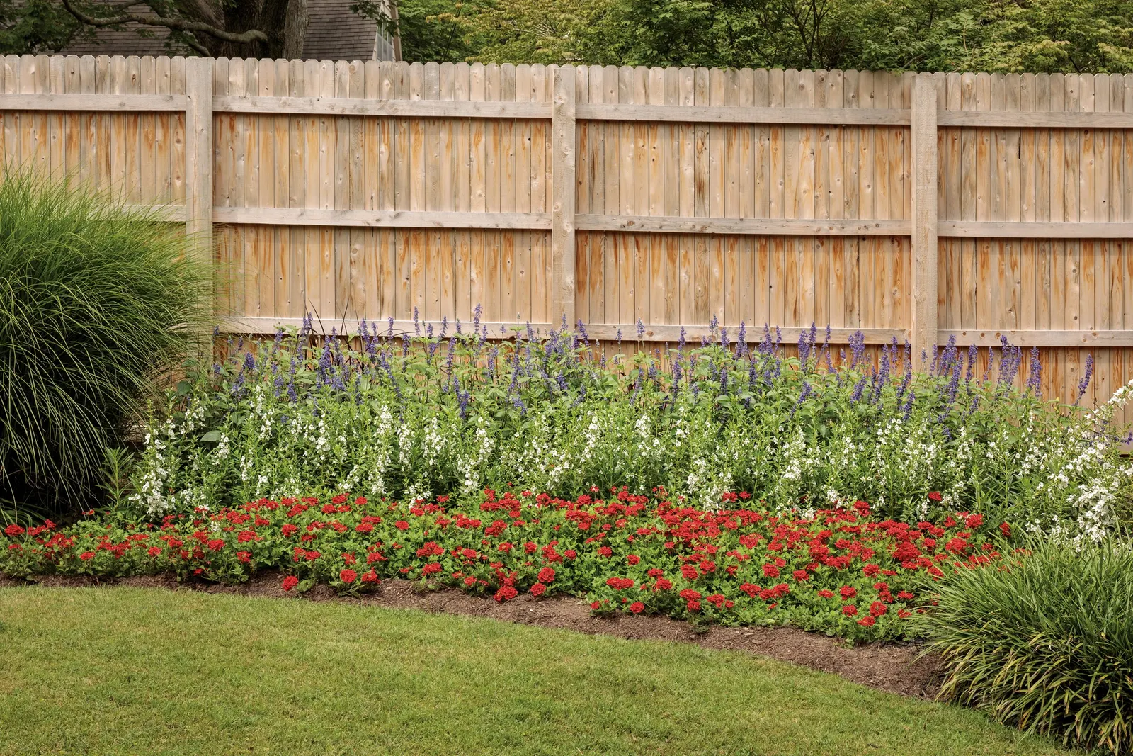 So Blue™ Mealycup Sage (Salvia farinacea) — with color that reads distinctly blue rather than violet