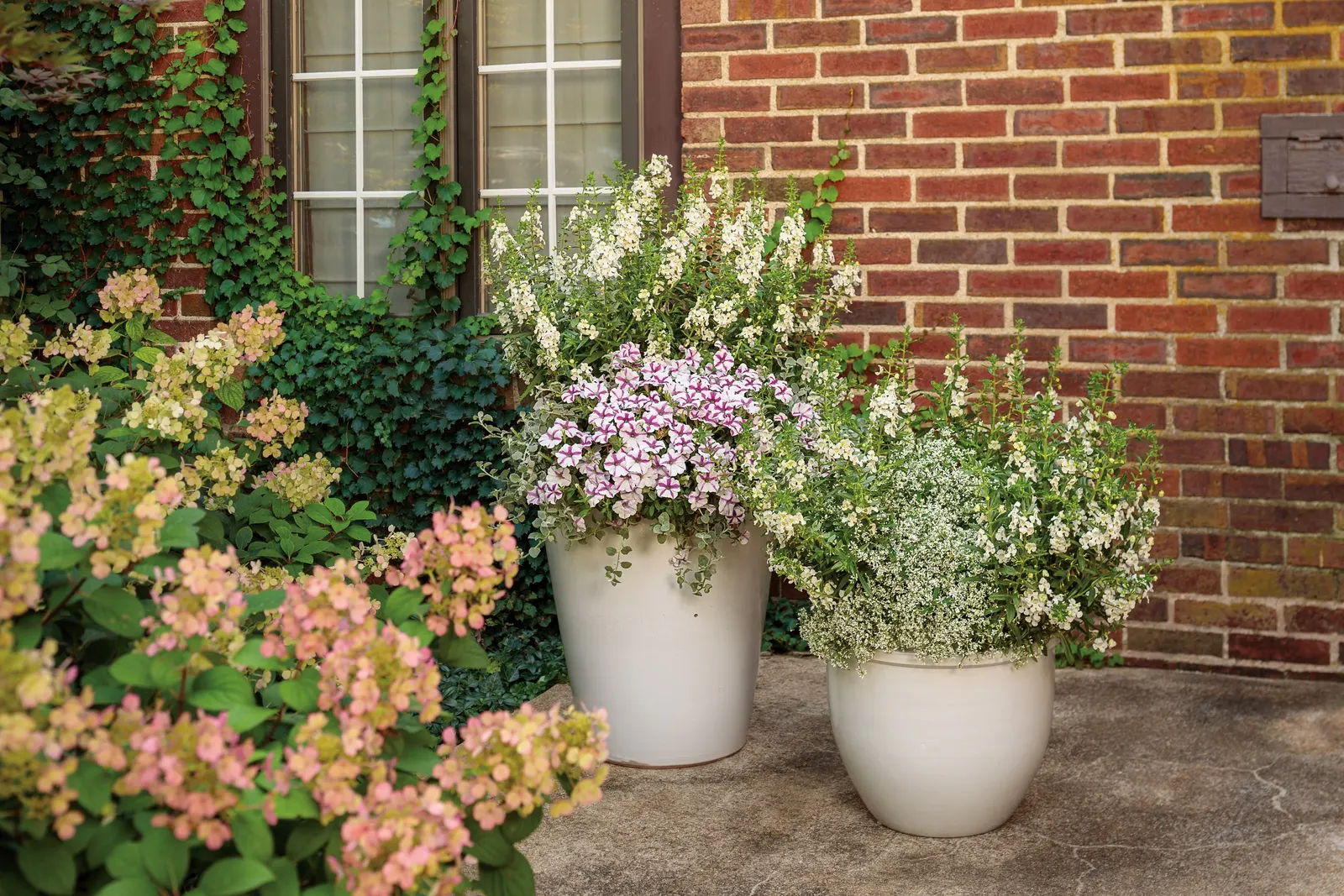 Super White Summer Snapdragon (Angelonia) — where heat brings out its most vigorous growth and heaviest flowering