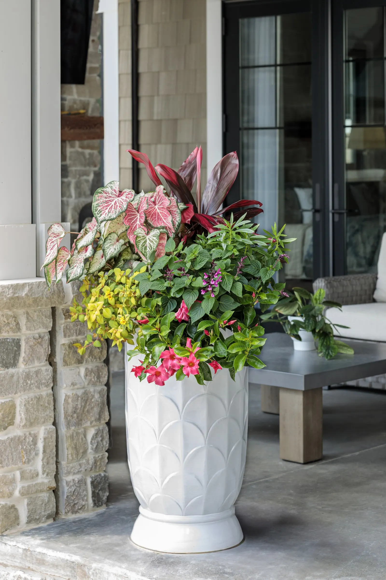 Coral Pink Mandevilla — Plant in part sun to sun in well-drained