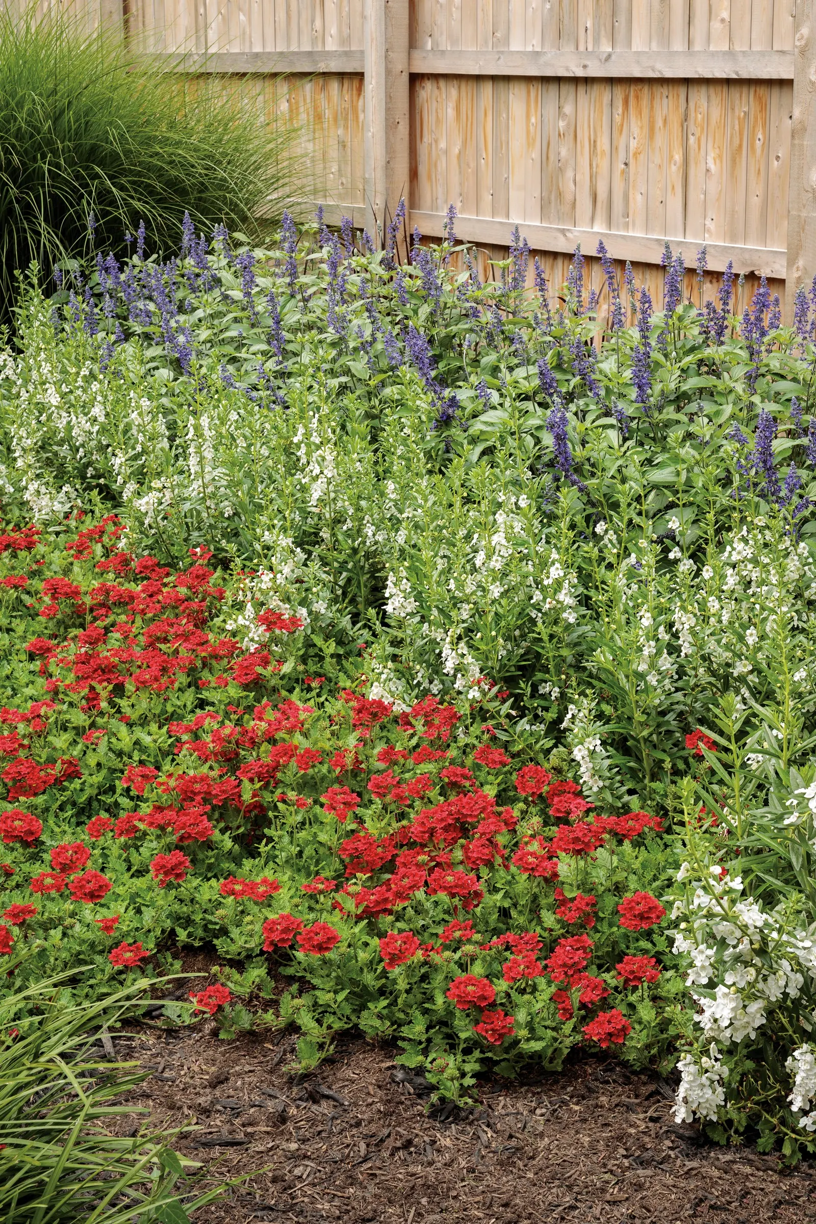 Super White Summer Snapdragon (Angelonia) — It matures 30-40 inches tall and 12-16 inches wide, offering elegant vertical structure